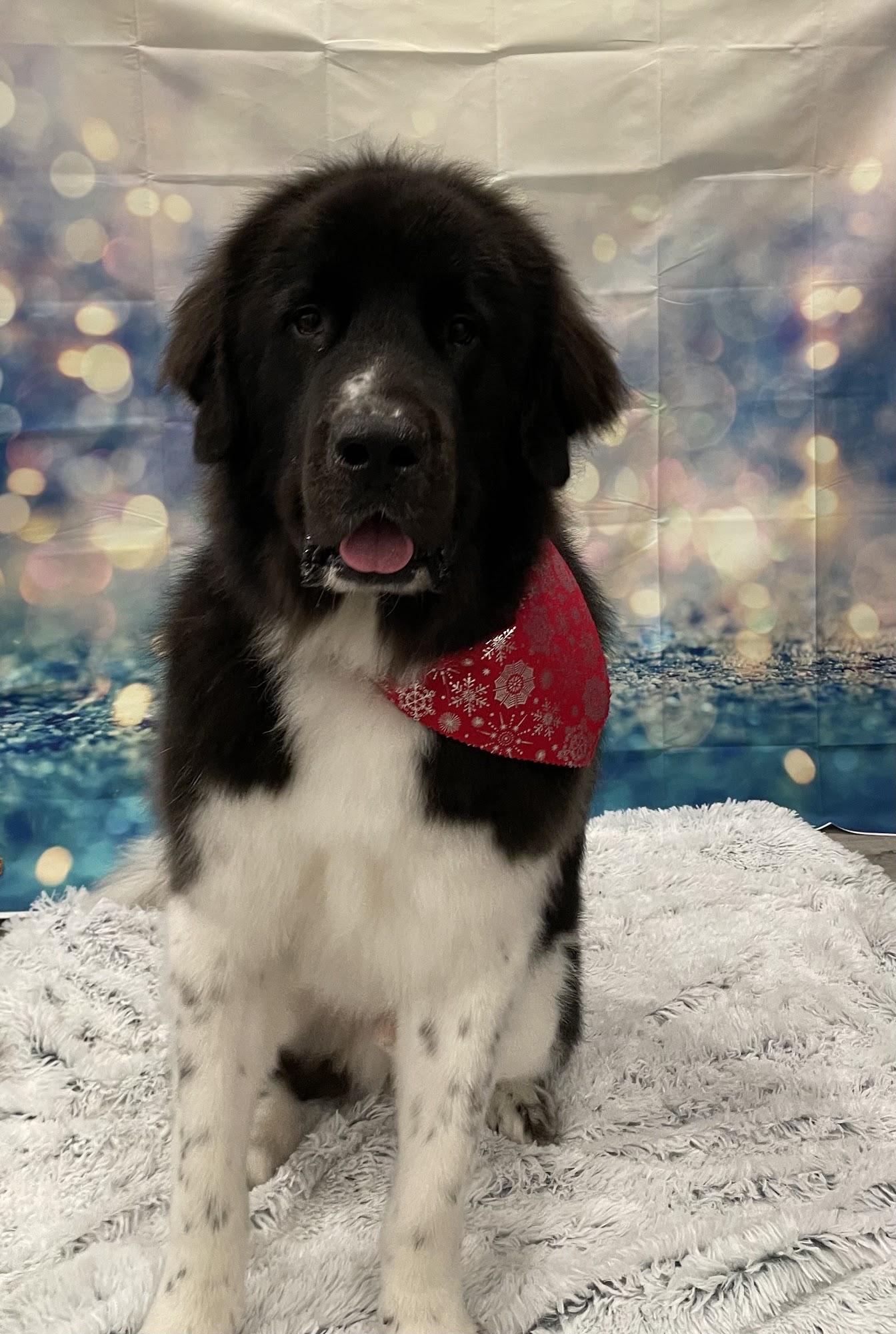 Bubbles and Barks Dog Grooming Bradley