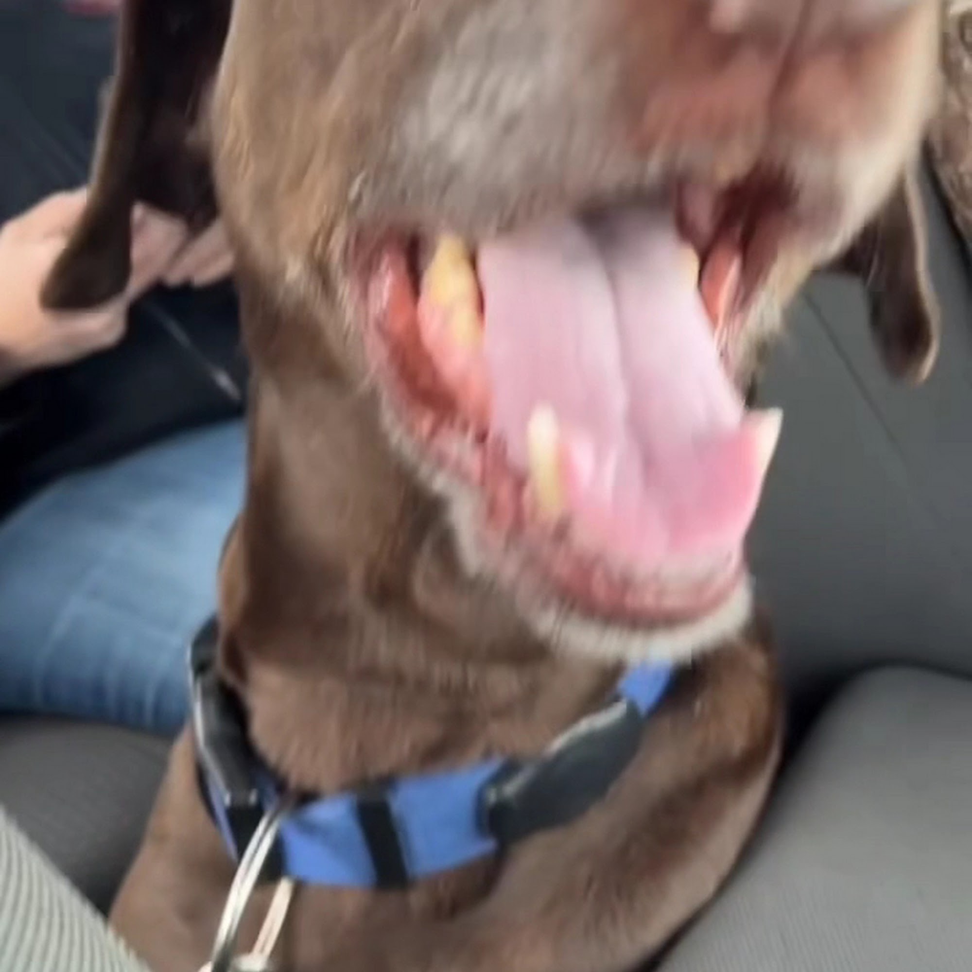 Broadview Animal Hospital Broadview