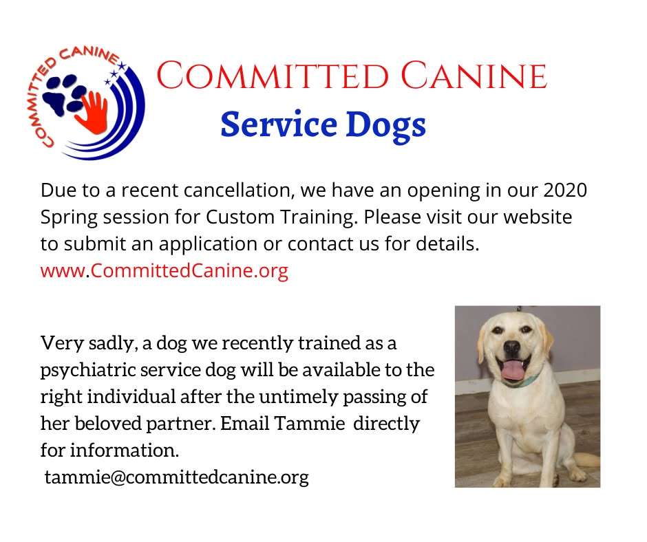 Committed Canine