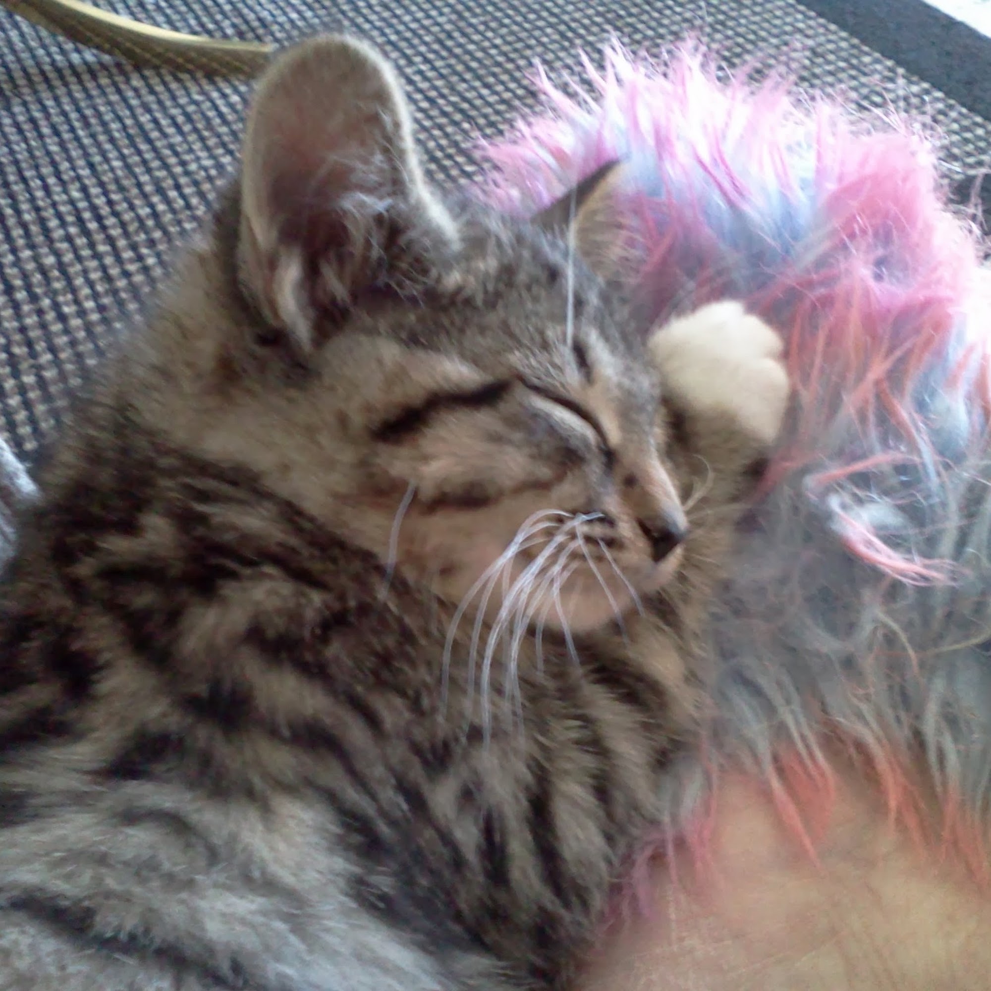 Scottsdale Animal Clinic Burbank