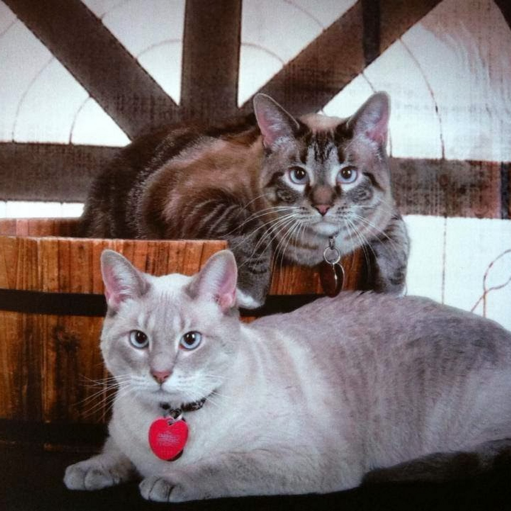 Sibley Animal Hospital Calumet City