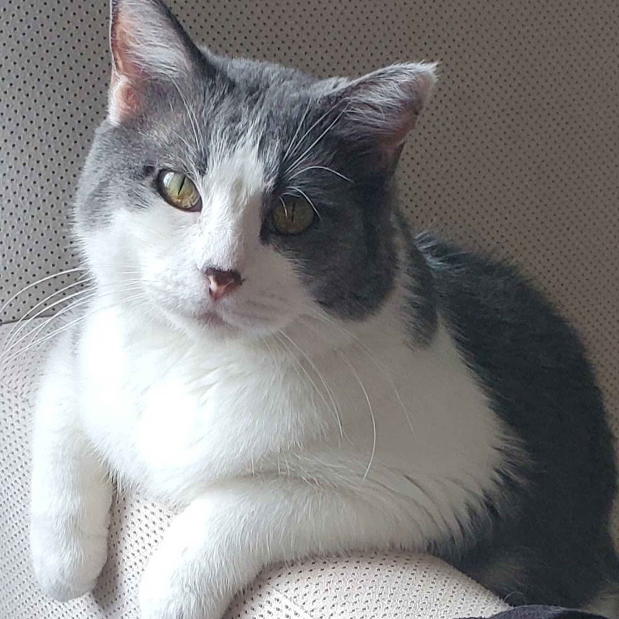 Canton Veterinary Clinic Canton