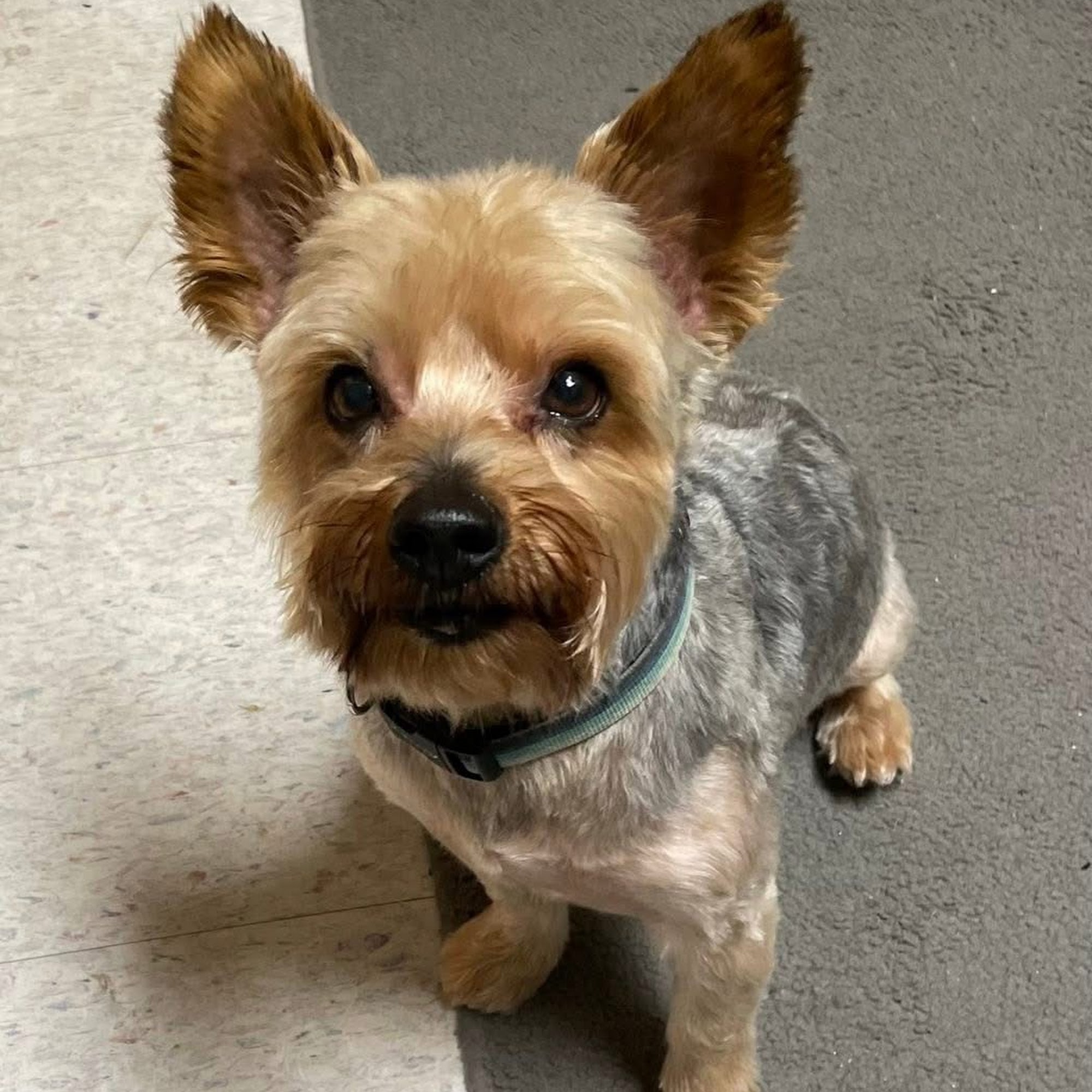 Spoon River Animal Clinic Canton