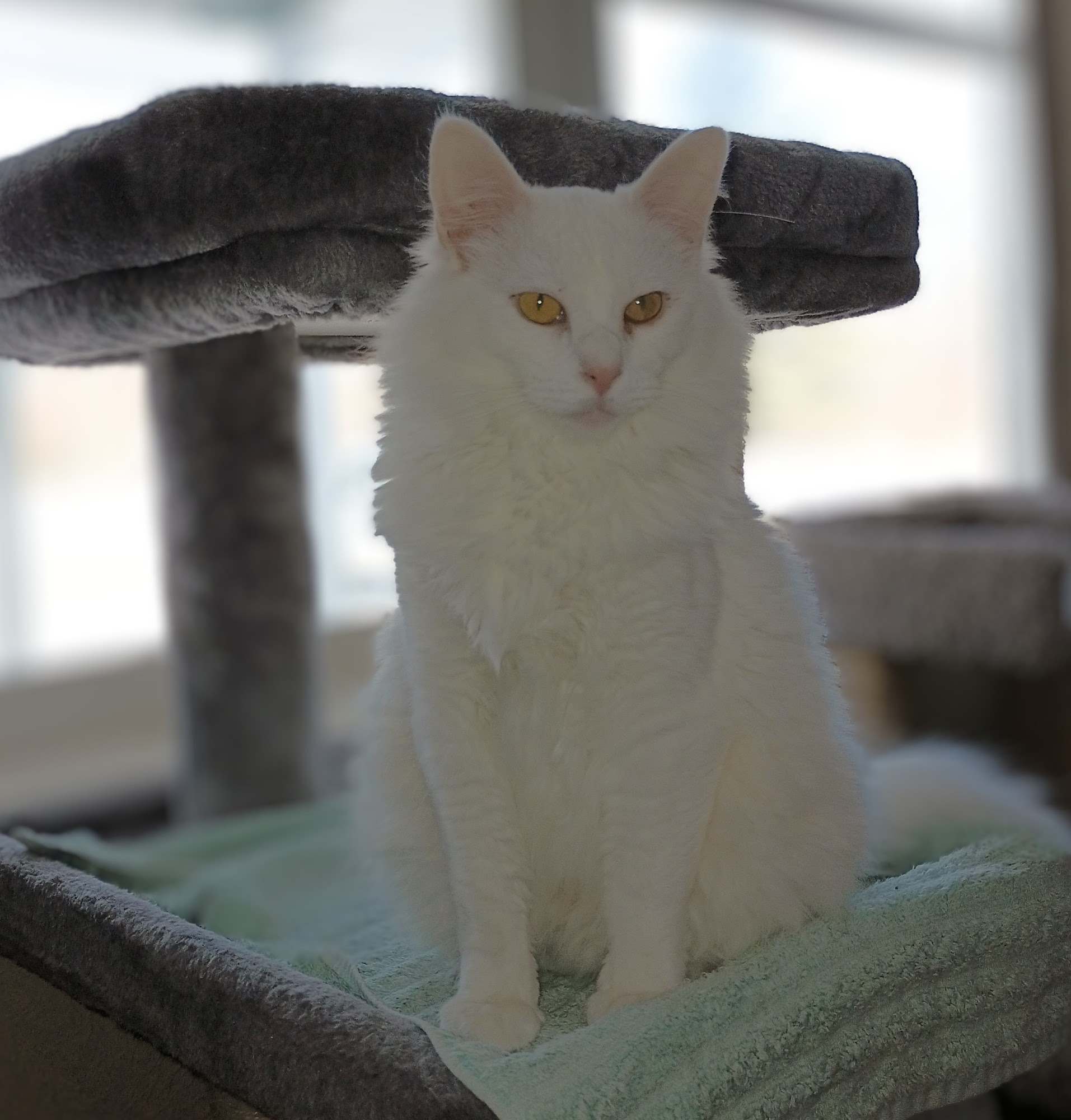 Humane Society of Fulton Co Canton