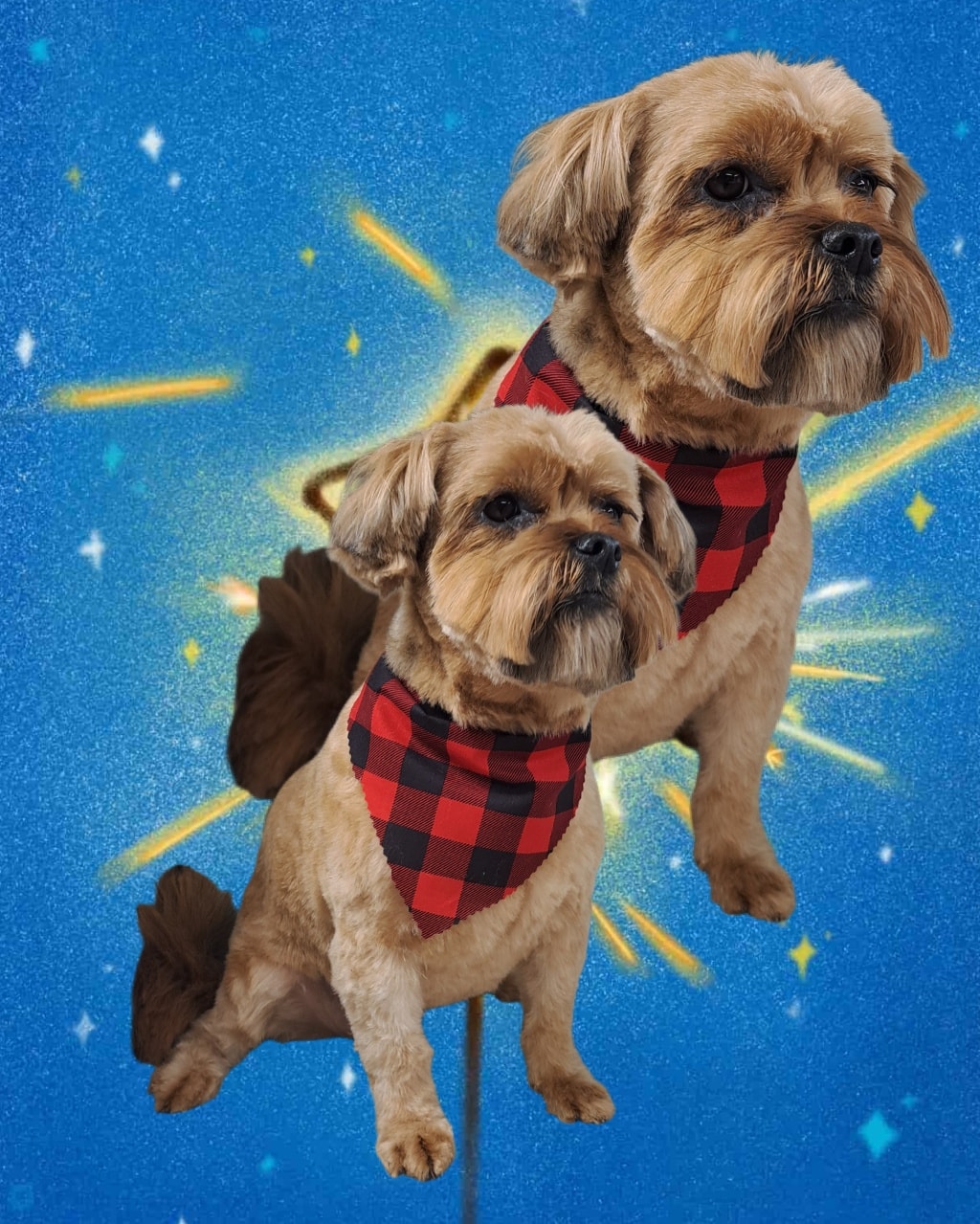 Best Grooming By Lana Carbondale