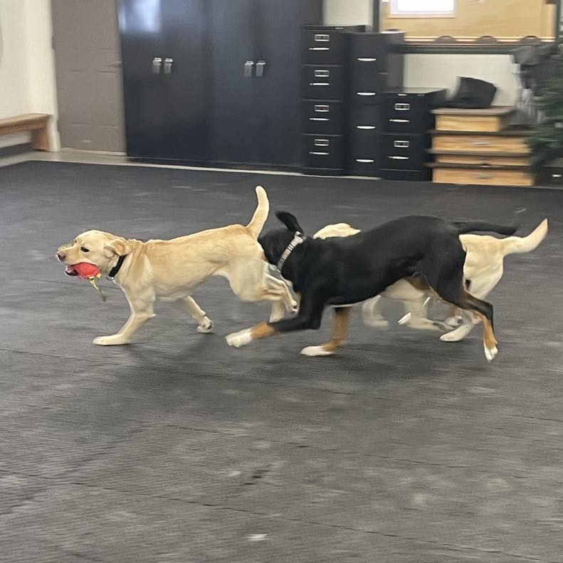Extreme K-9 Carbondale