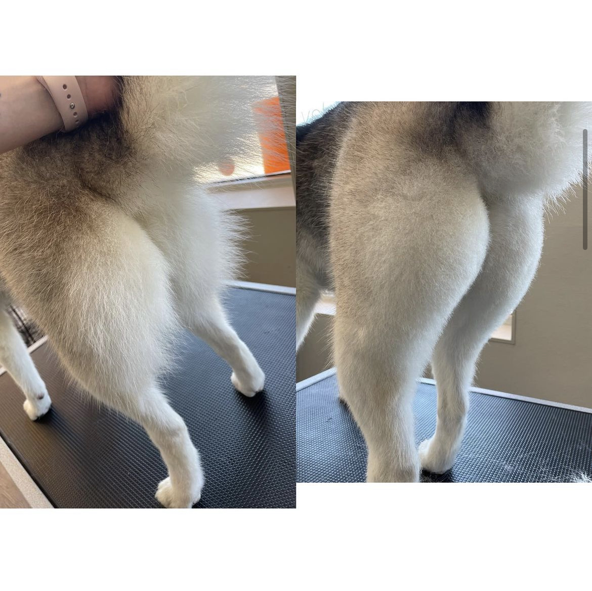 Groomed & Gorgeous LLC Carbondale