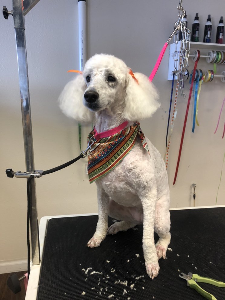 Main Street Dog Grooming