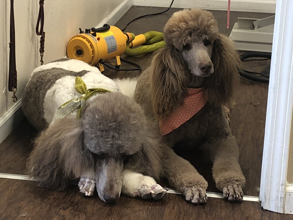 Main Street Dog Grooming