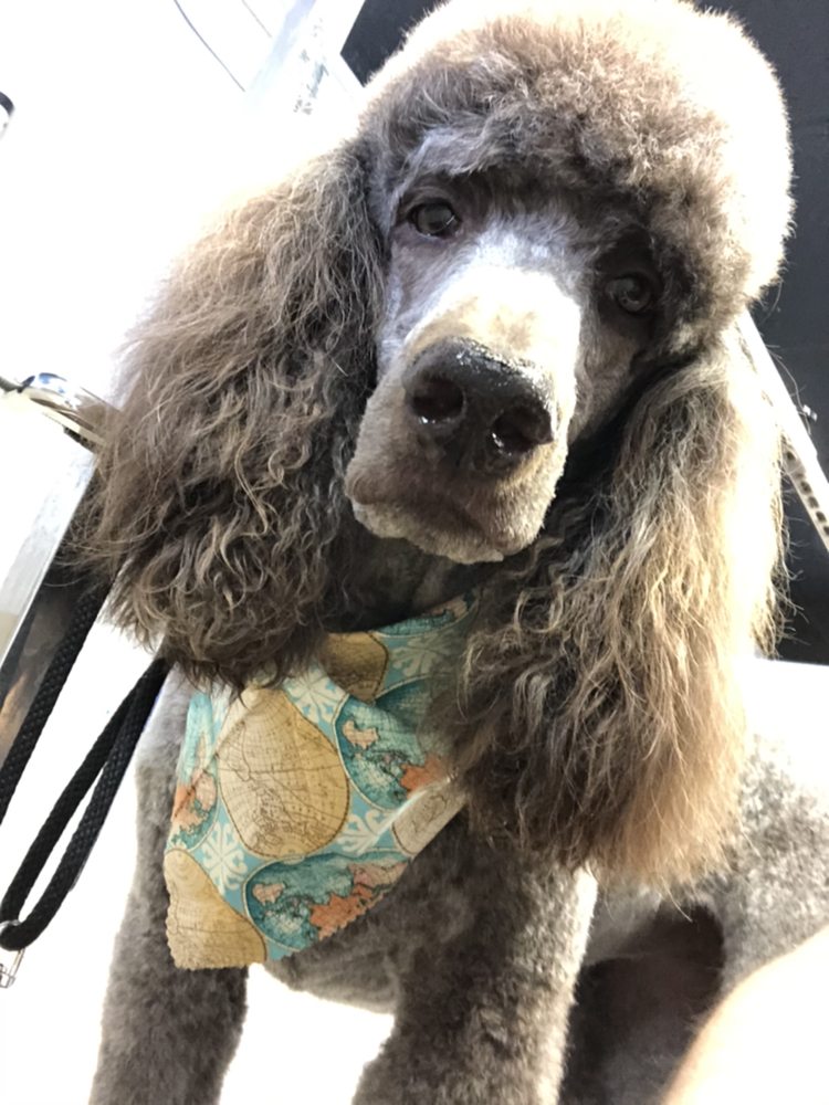 Main Street Dog Grooming