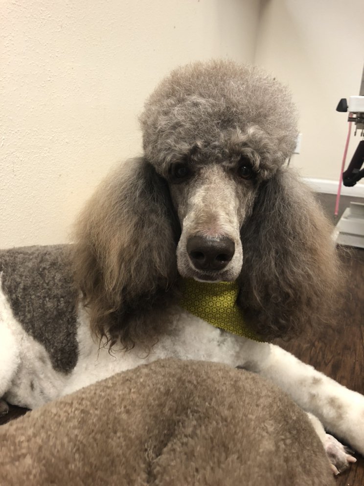 Main Street Dog Grooming