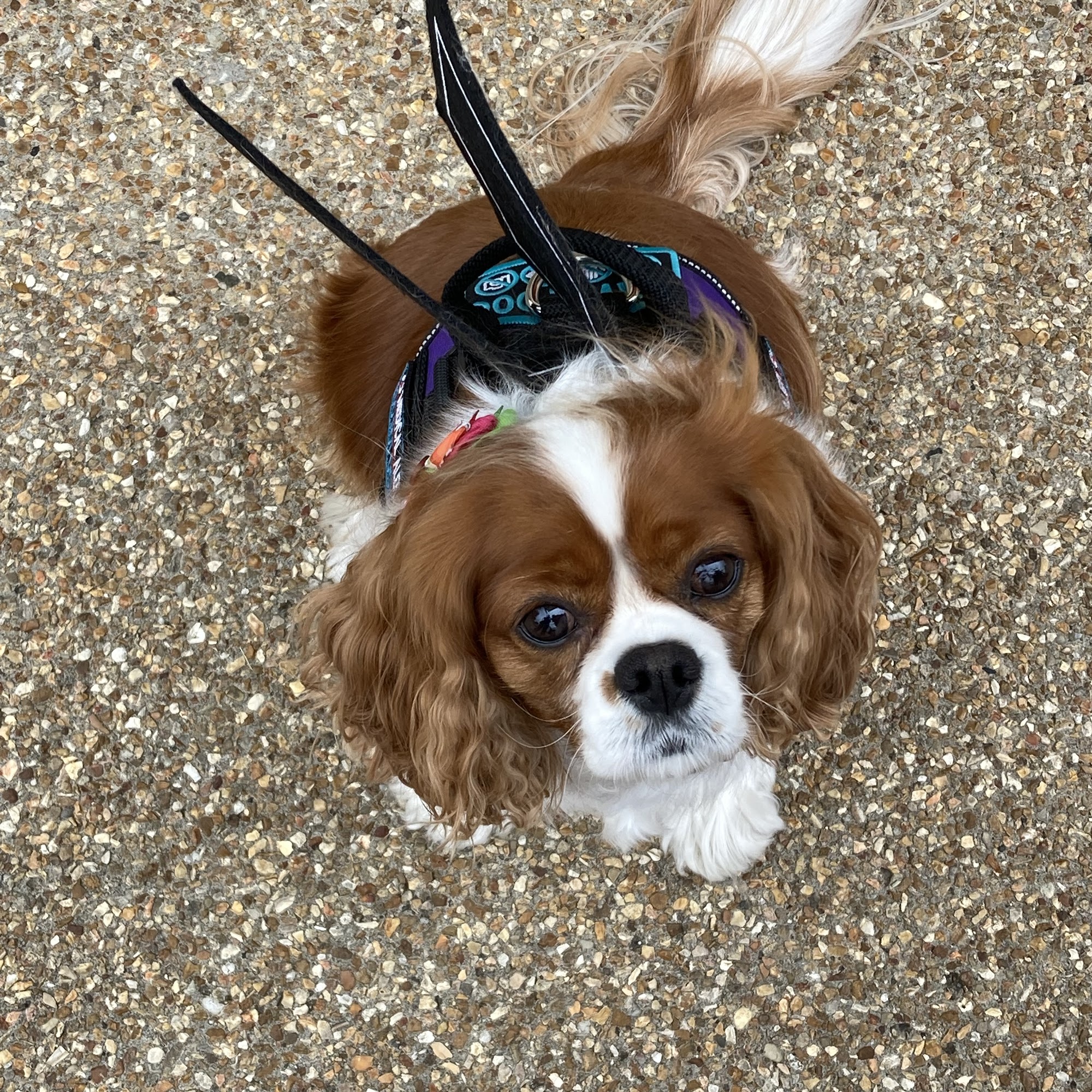 Carlyle Animal Hospital Carlyle