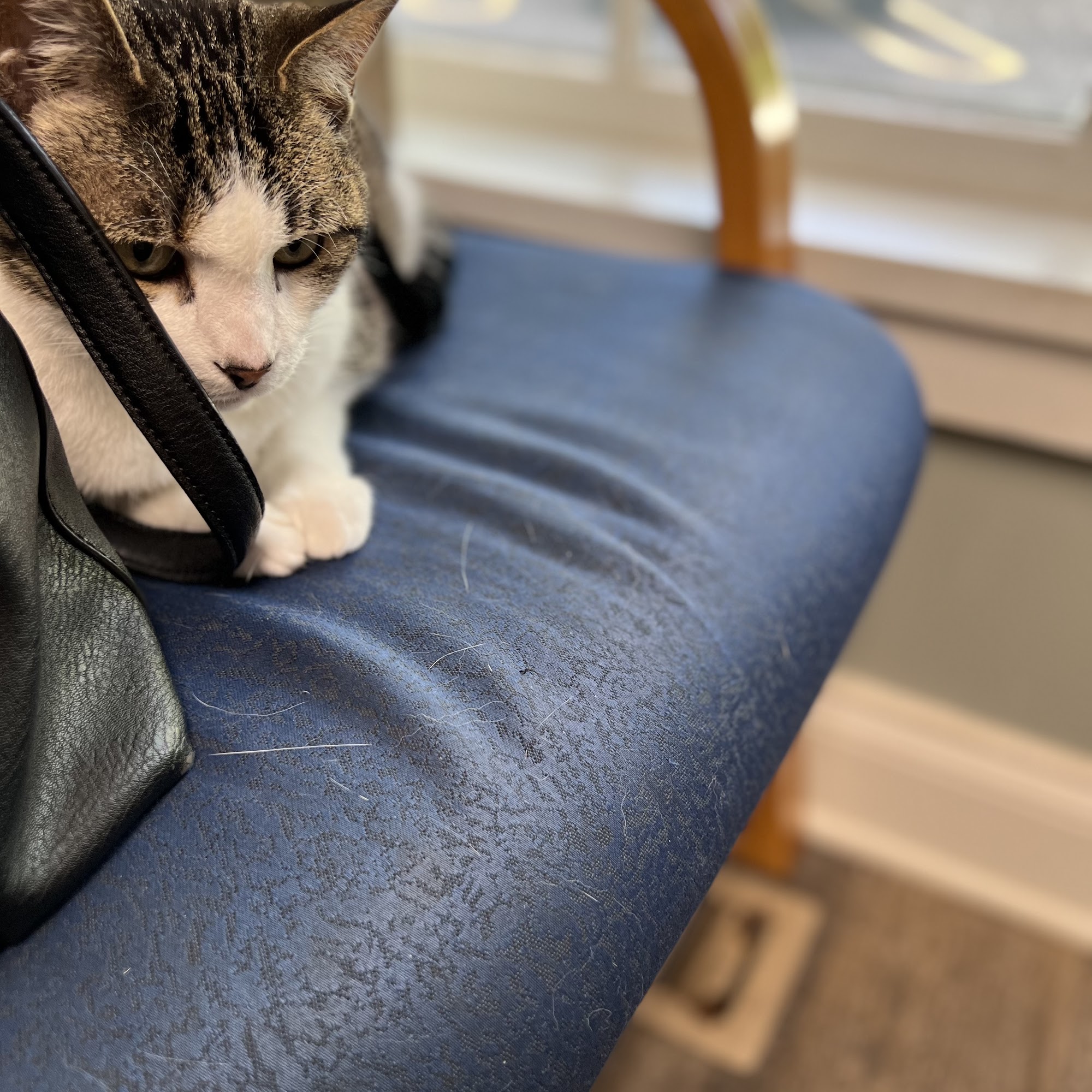 Knoll Animal Hospital Carol Stream