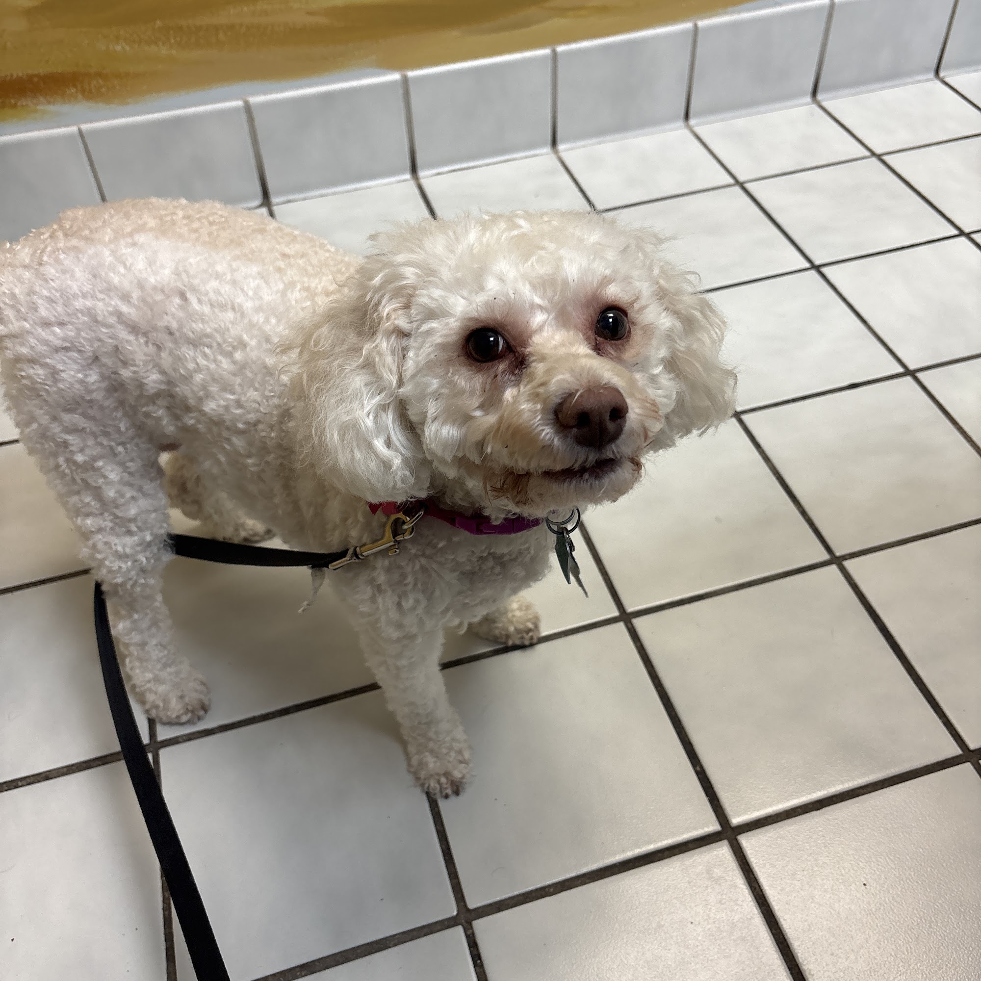 Carol Stream Animal Hospital Carol Stream