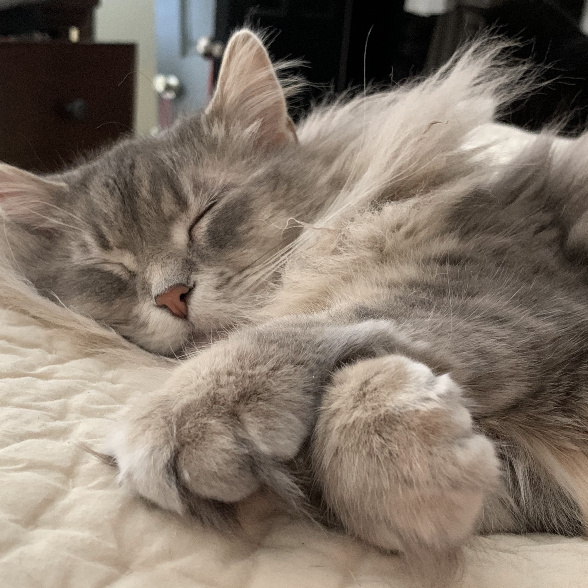 Randall Oaks Animal Hospital Carpentersville