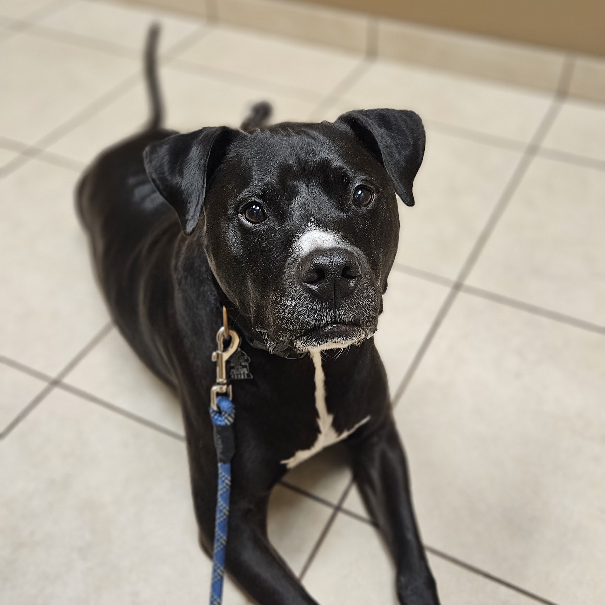 Cary Grove Animal Hospital Cary