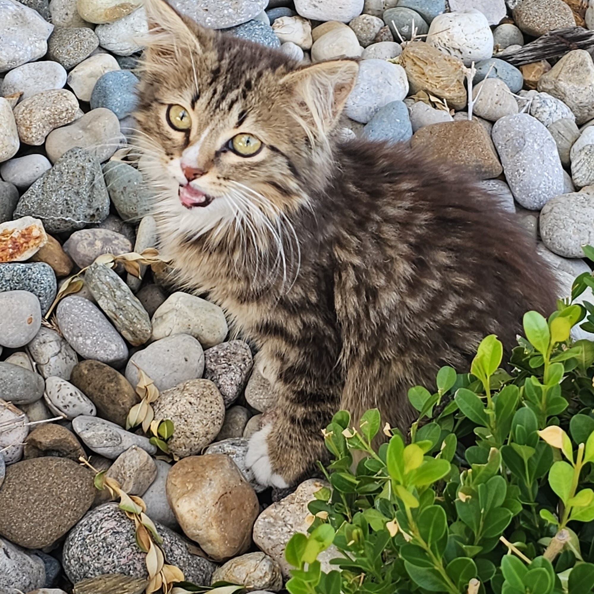 All Pets Animal Hospital LLC Centralia