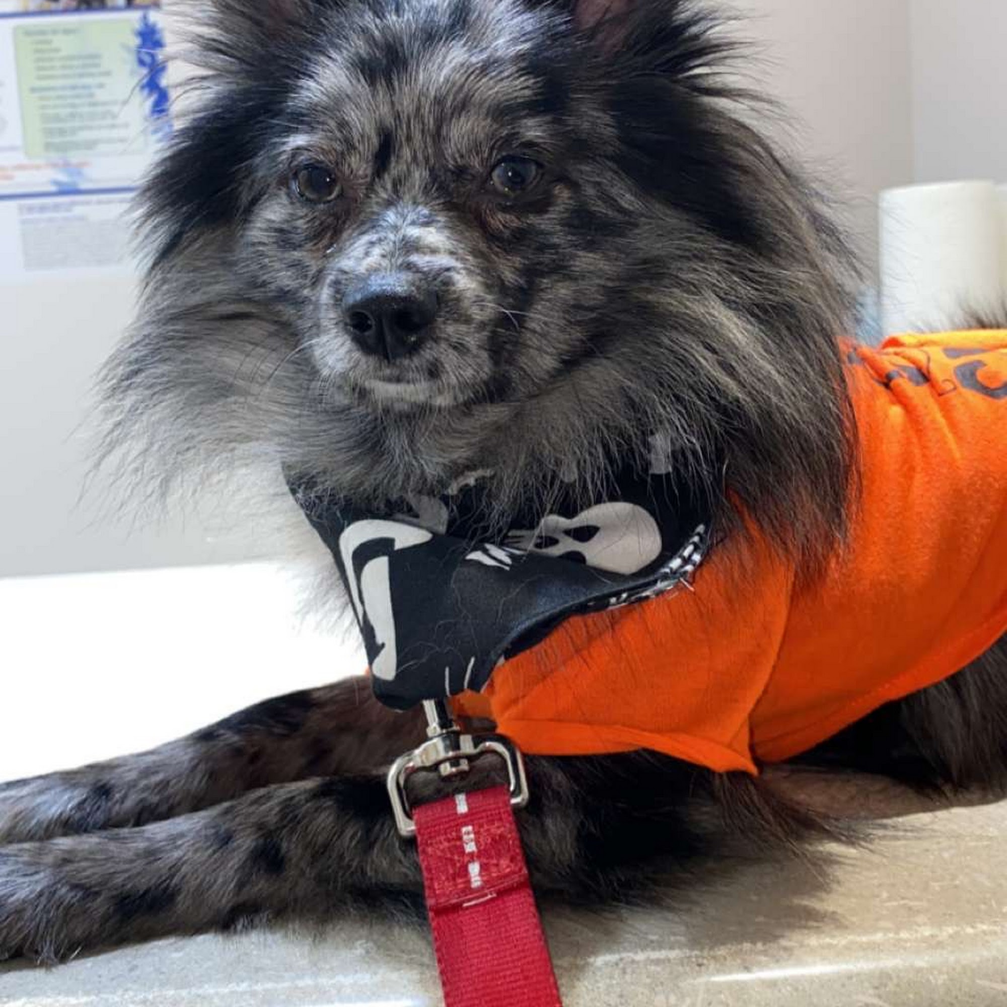 Crooked Creek Animal Hospital - Shawn Monken DVM Centralia