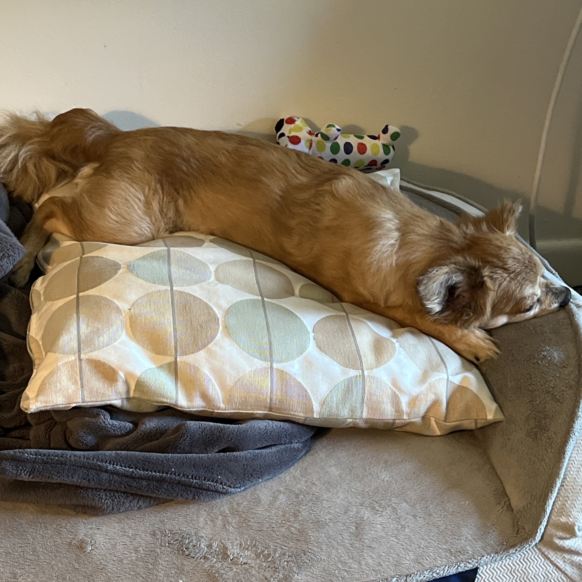 Sprague Allen DVM Centralia