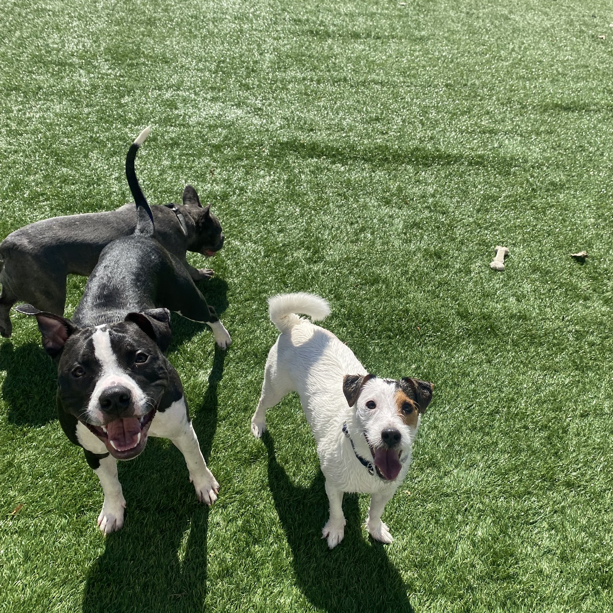 The Barking Lot of Centralia Centralia