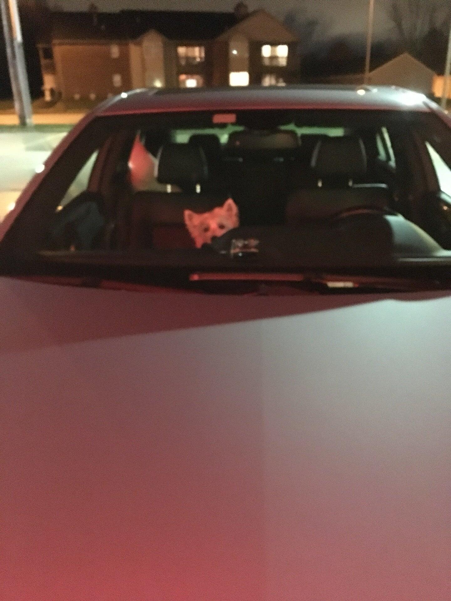 Photo credit: nextdoor