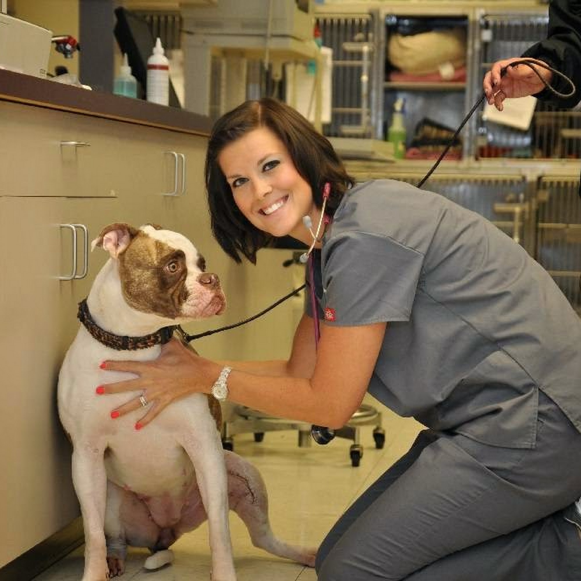 Animal Hospital at the Crossing Champaign