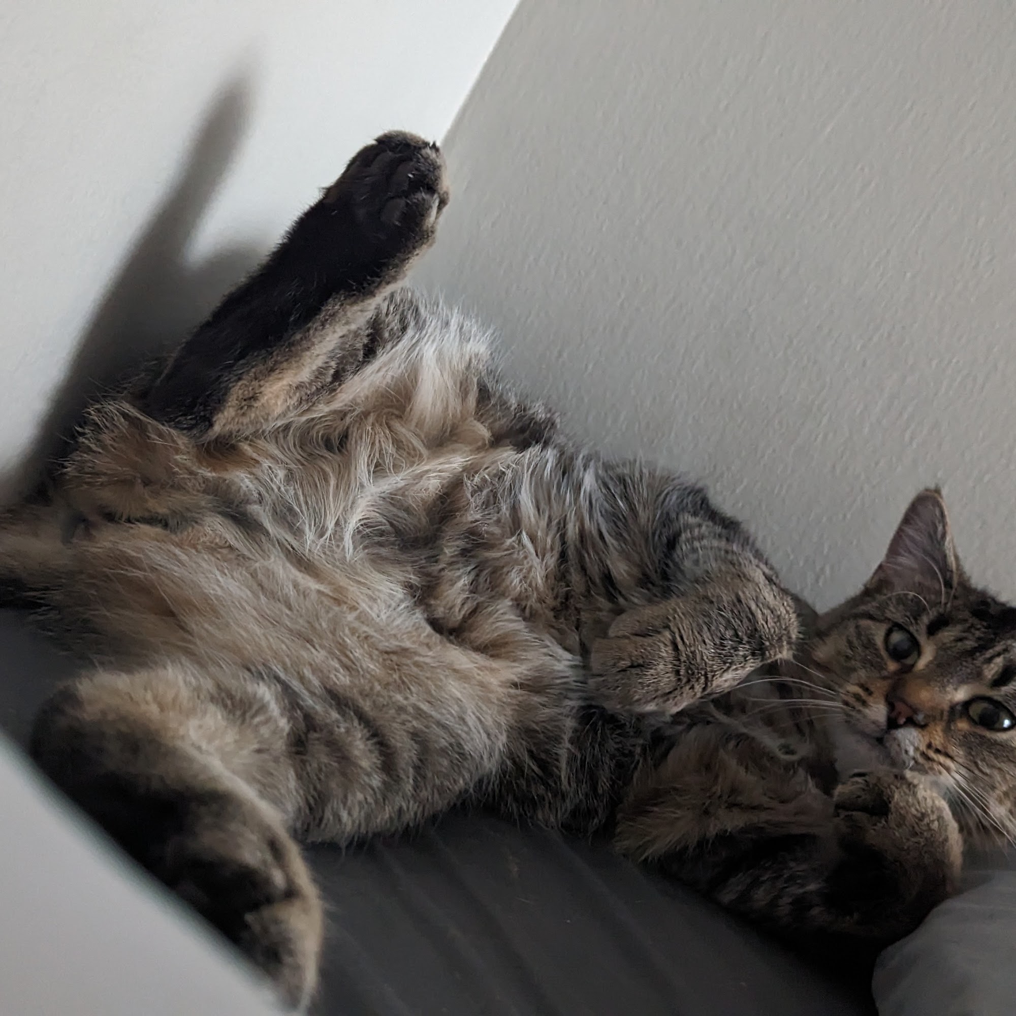 Country View Veterinary Clinic Champaign