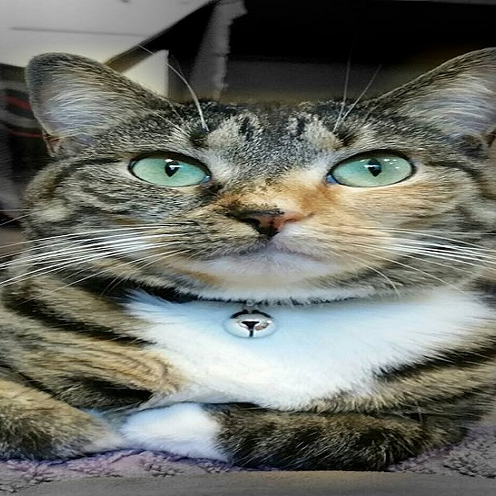 Cat Clinic of Central Illinois Champaign