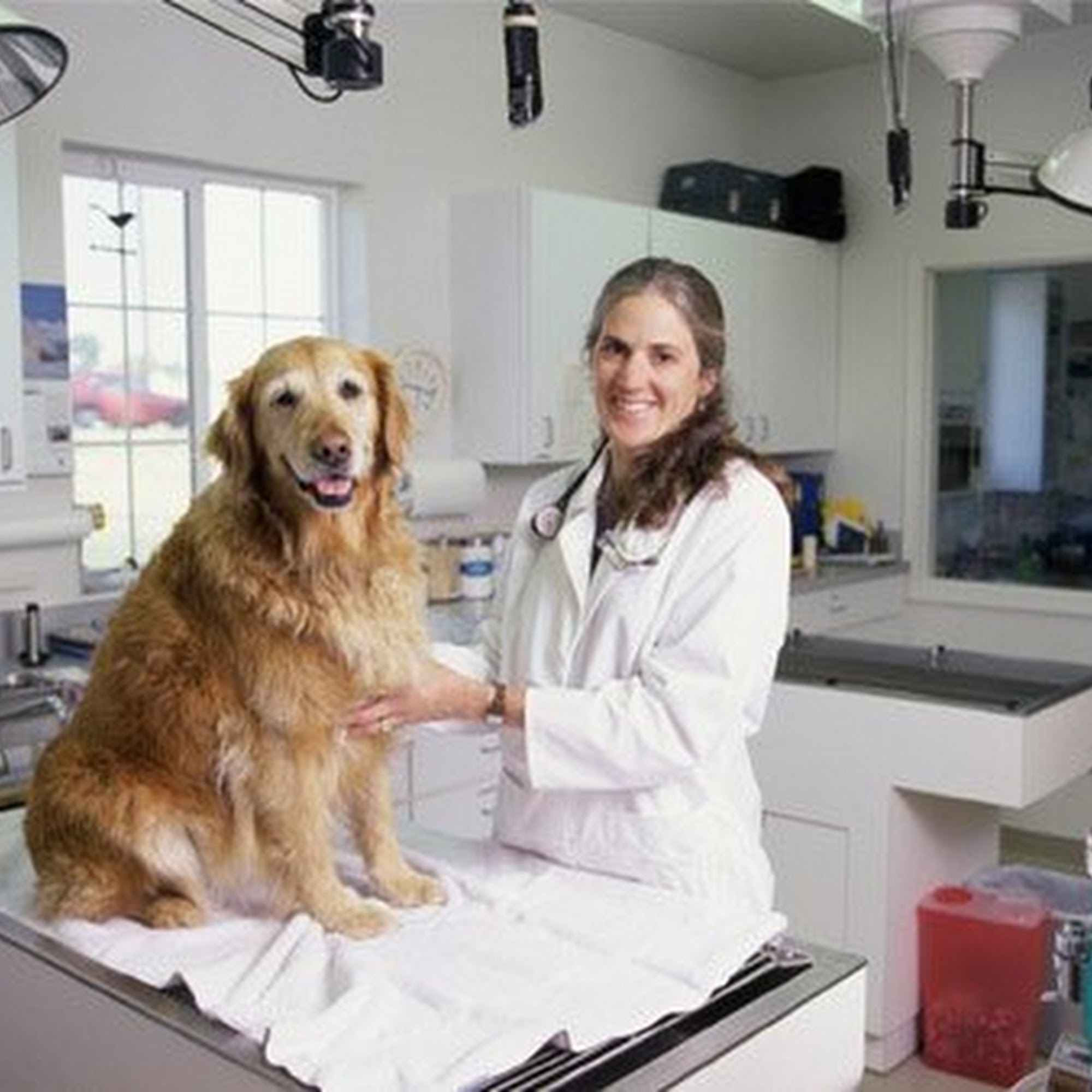 Meadows Animal Hospital Champaign