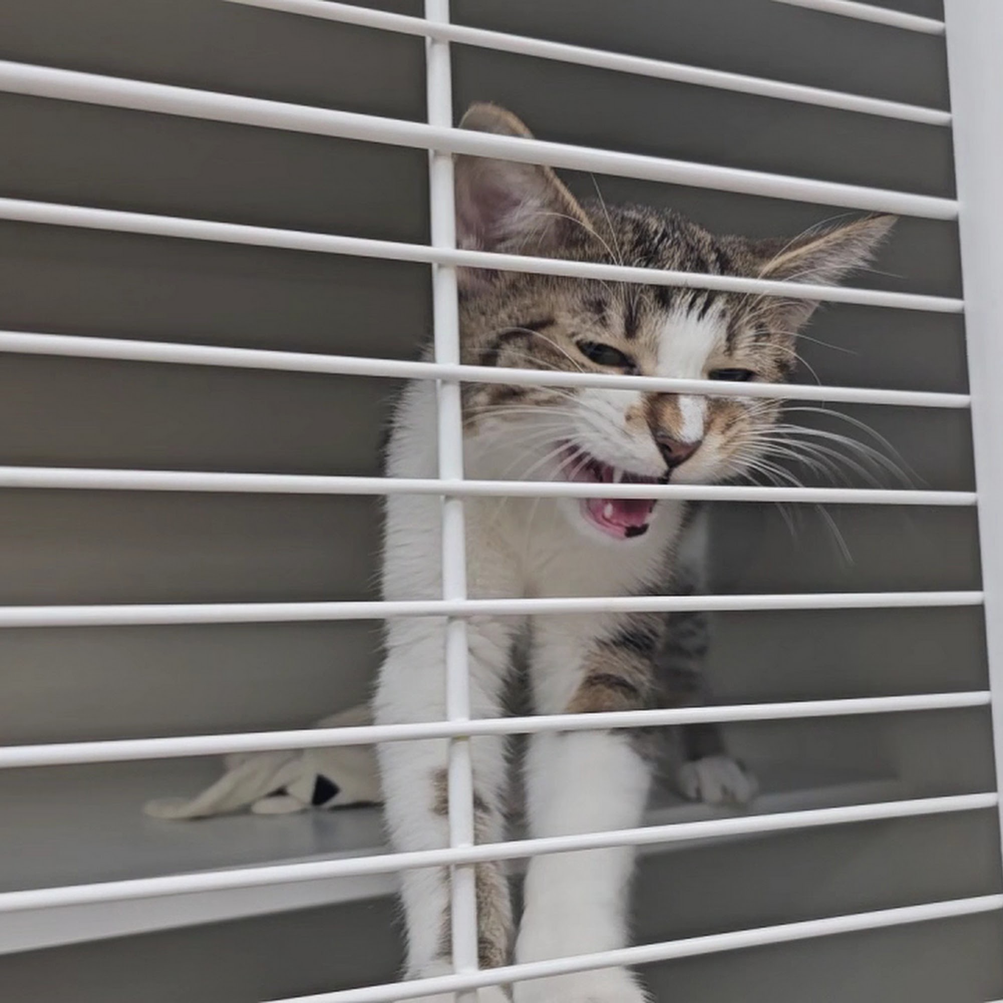 Champaign County Humane Society Champaign