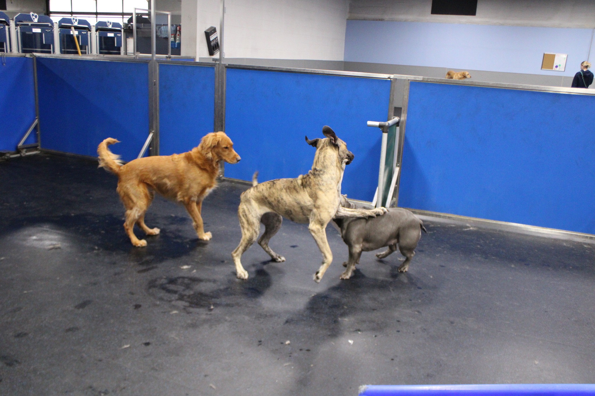 The Dog Den Champaign