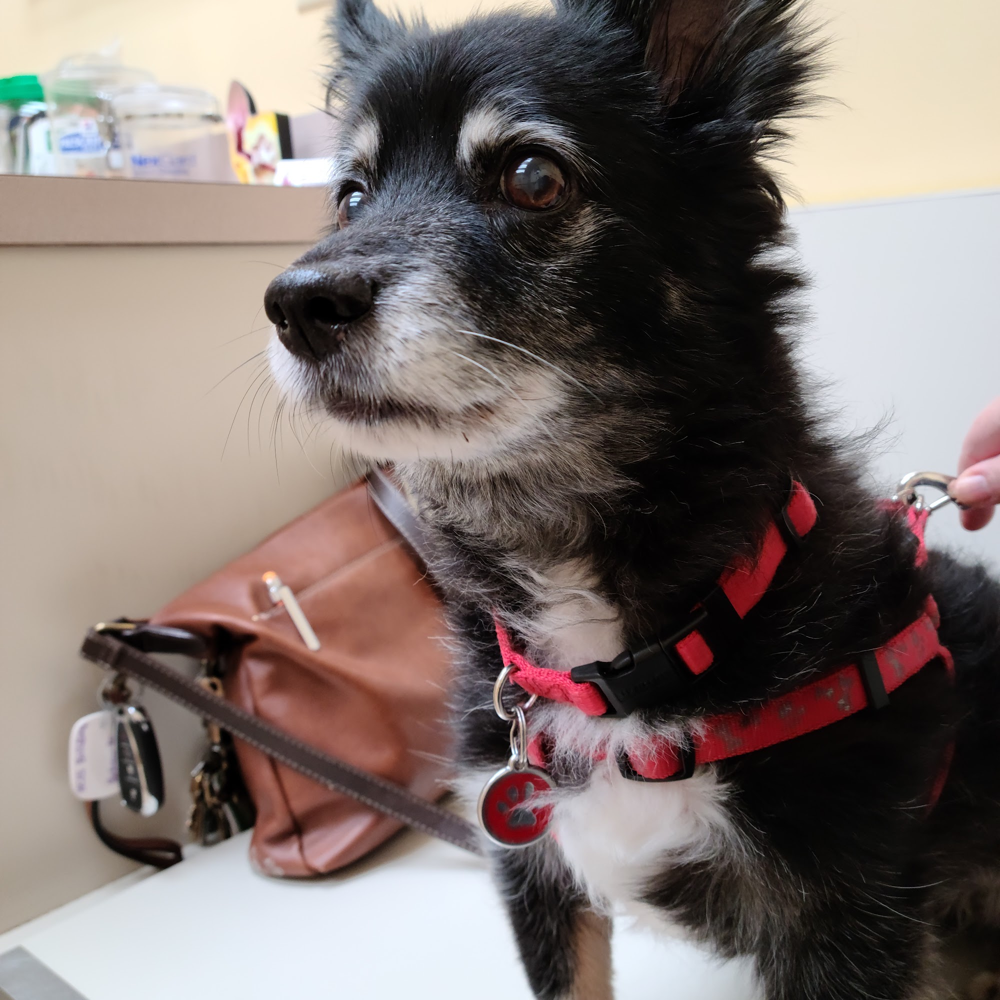 Animal Medical Center Charleston