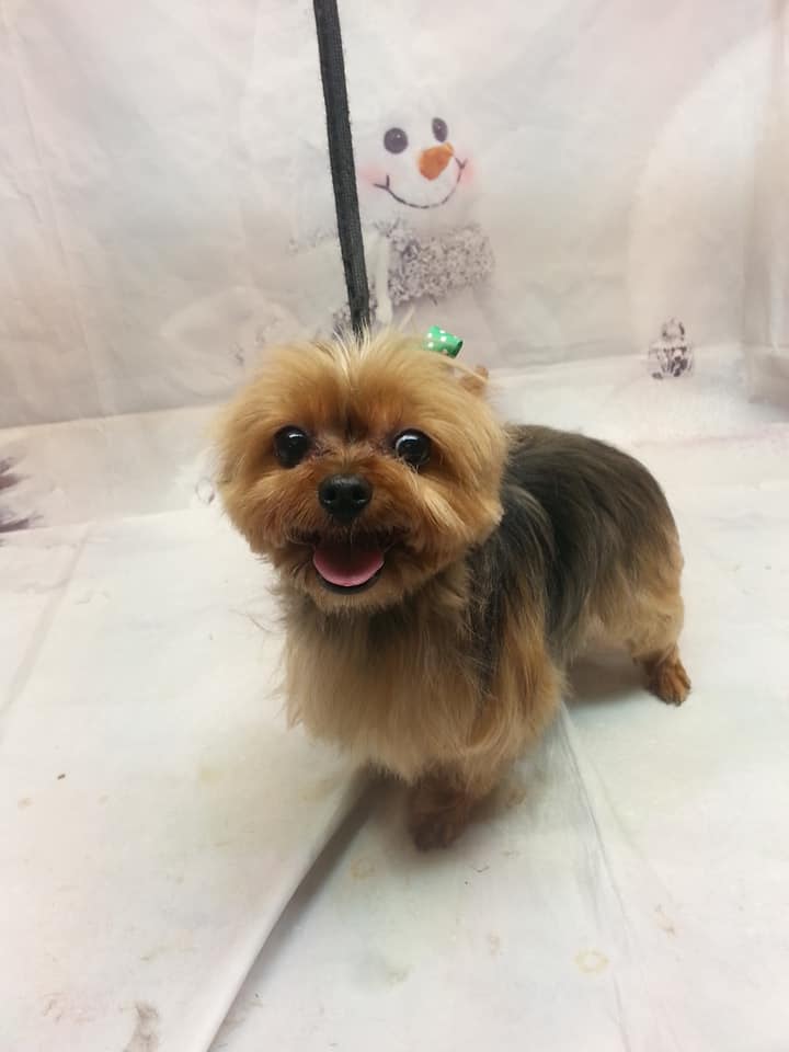 Tender Touch Grooming Charleston