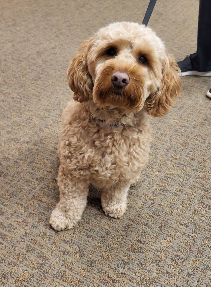 Charleston Puppy & Dog Training