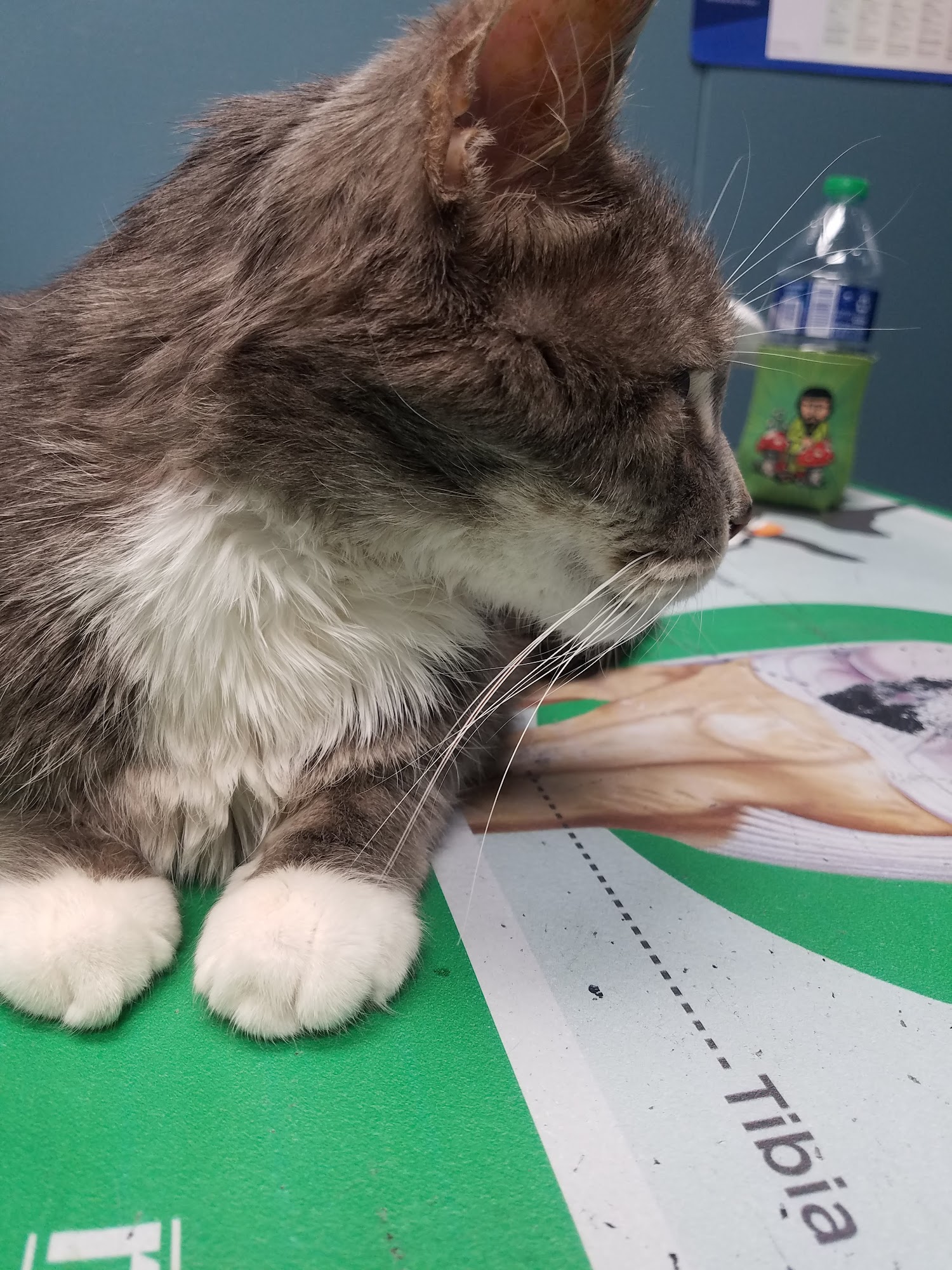 Capitol Illini Veterinary Services - Chatham Chatham