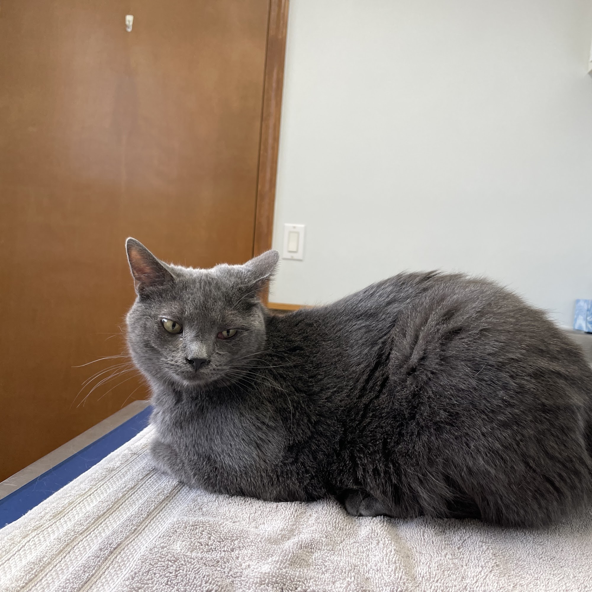 The Village Veterinarian Chatham