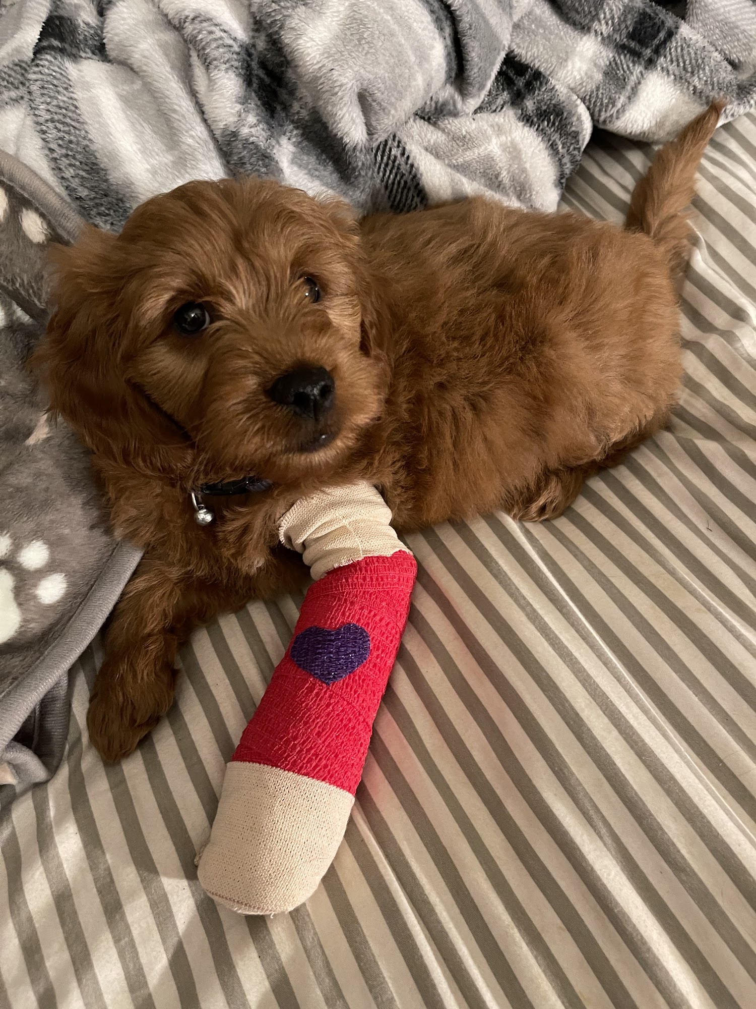 Chester Animal Hospital Chester