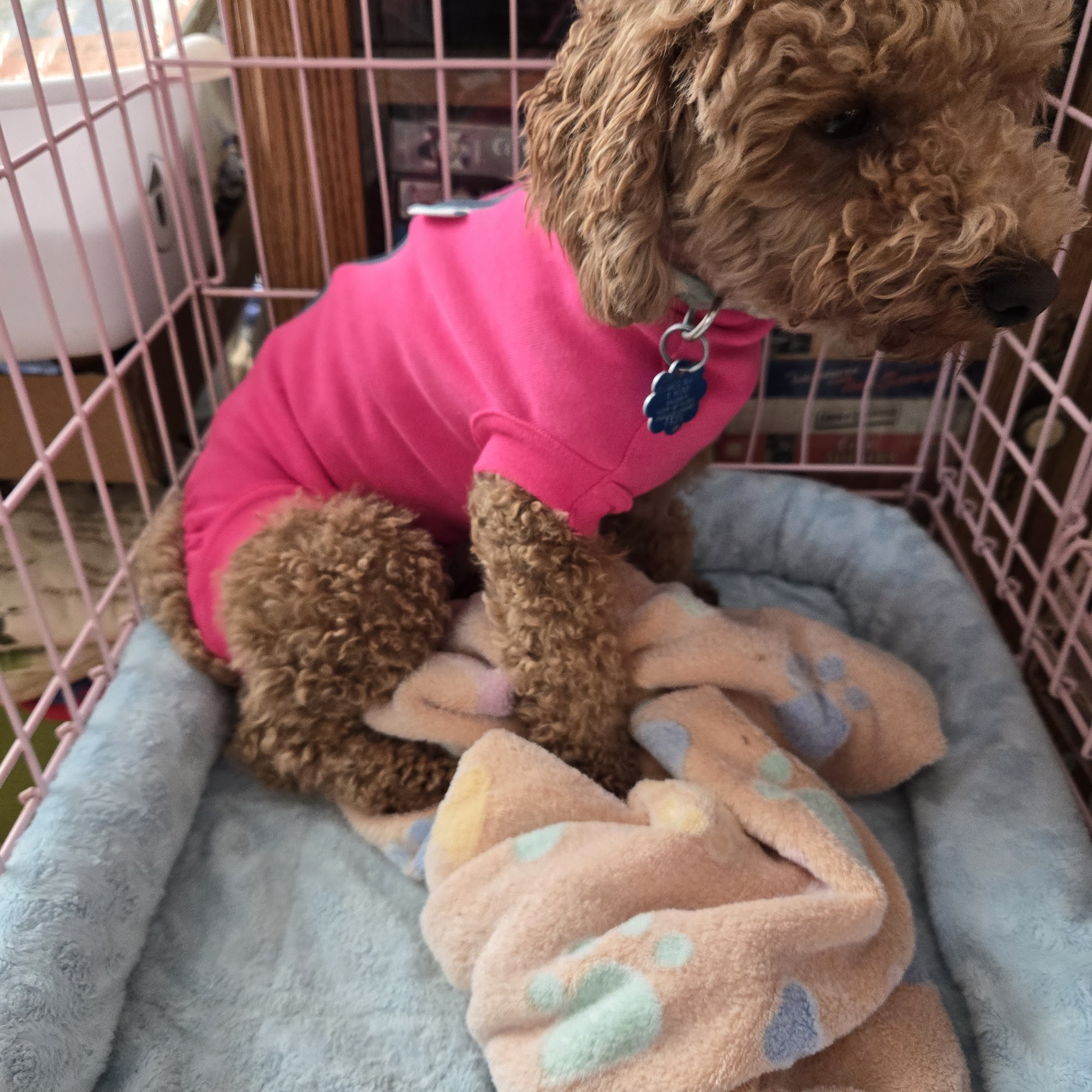 Chester Animal Hospital Chester