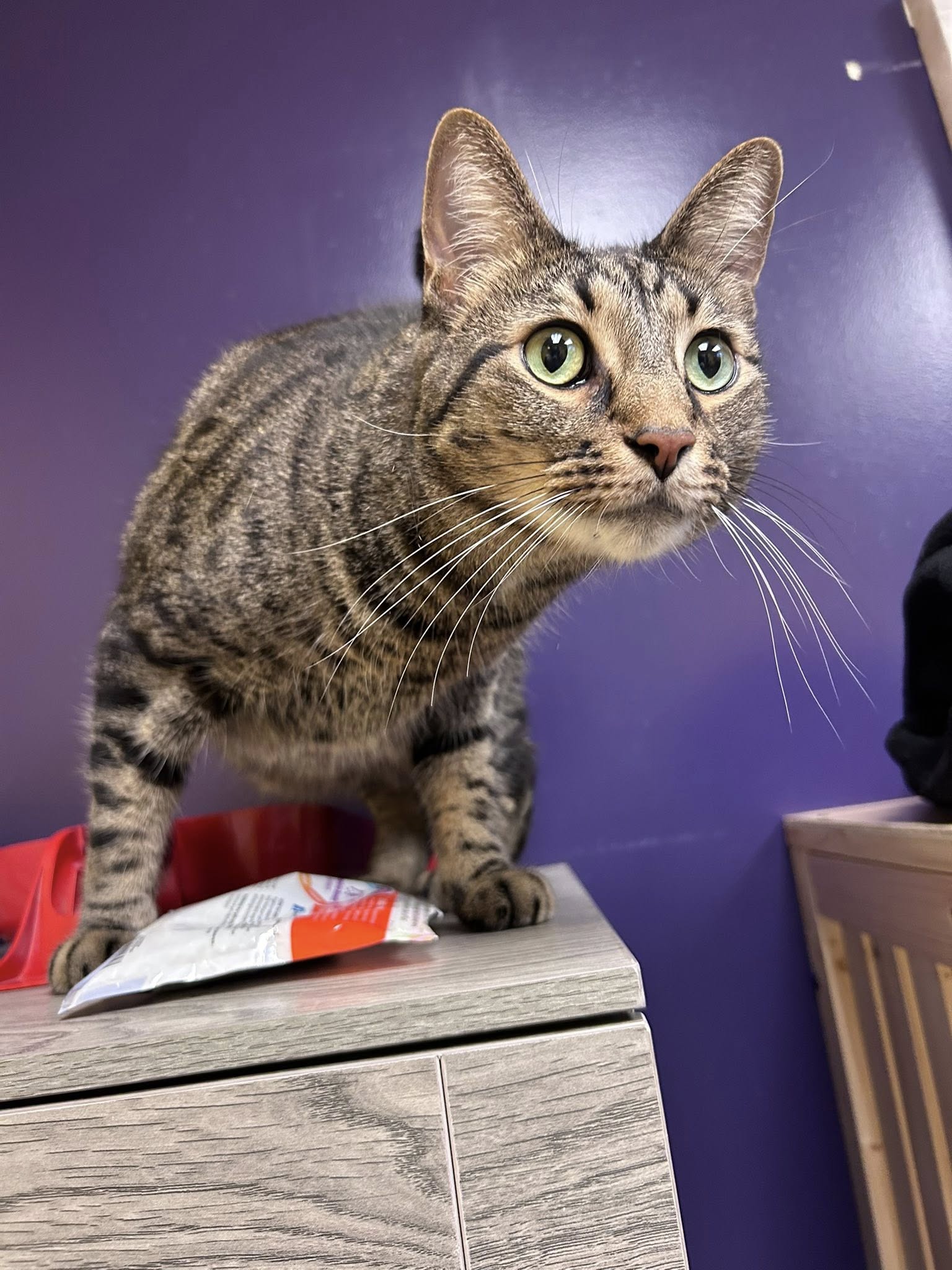 Party Paws Playhouse Chicago Heights