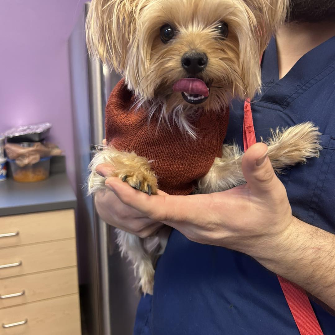 Party Paws Playhouse Chicago Heights