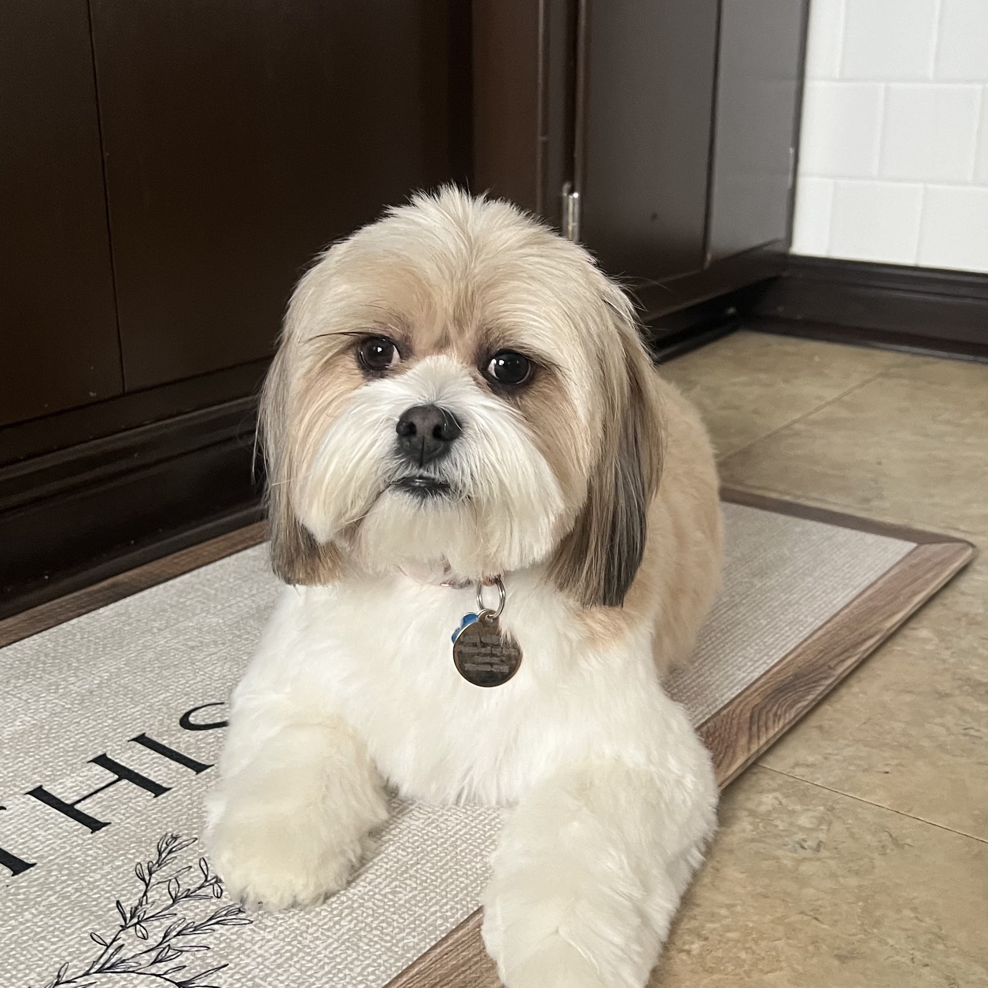 Party Paws Playhouse Chicago Heights