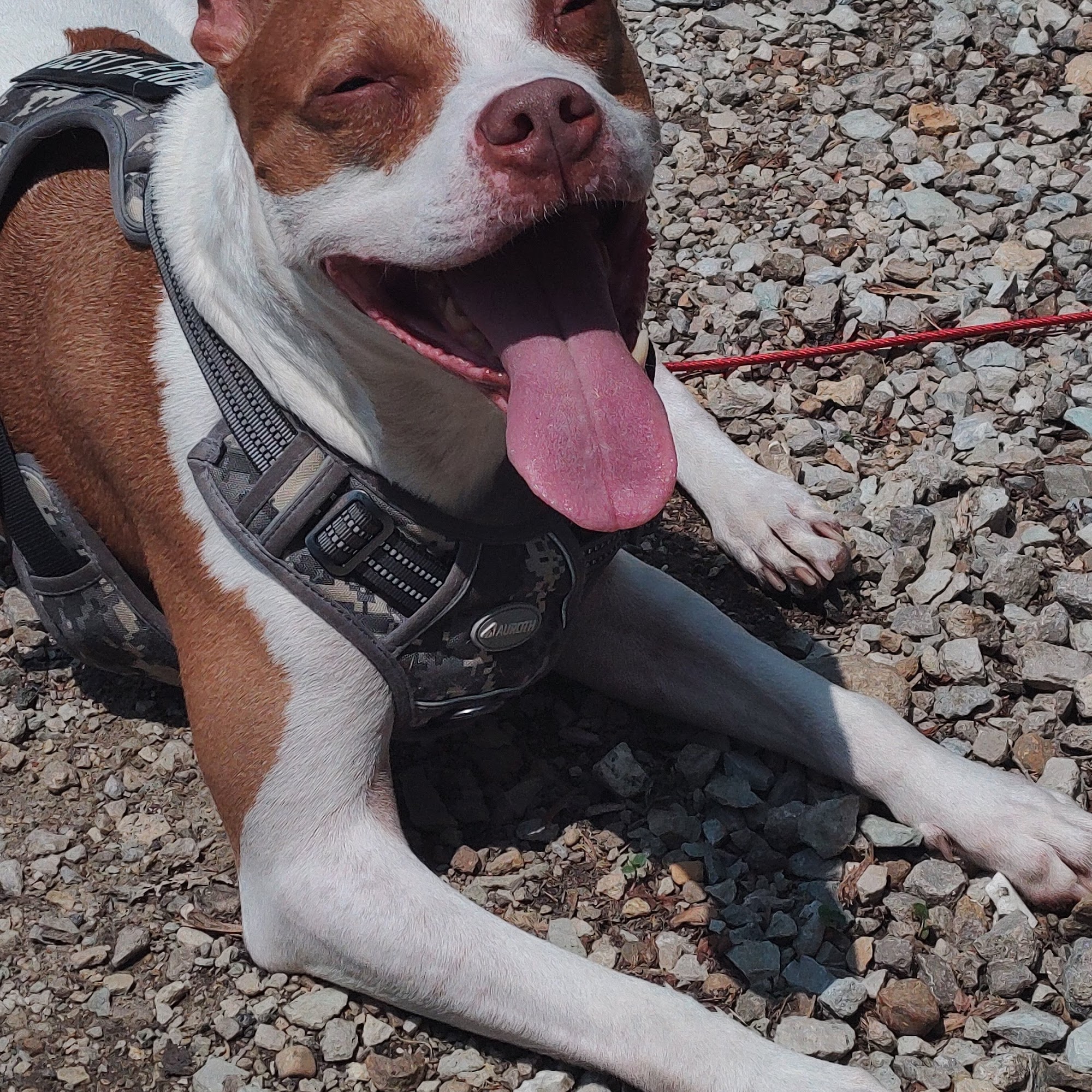 Chicago Ridge Animal Clinic Chicago Ridge