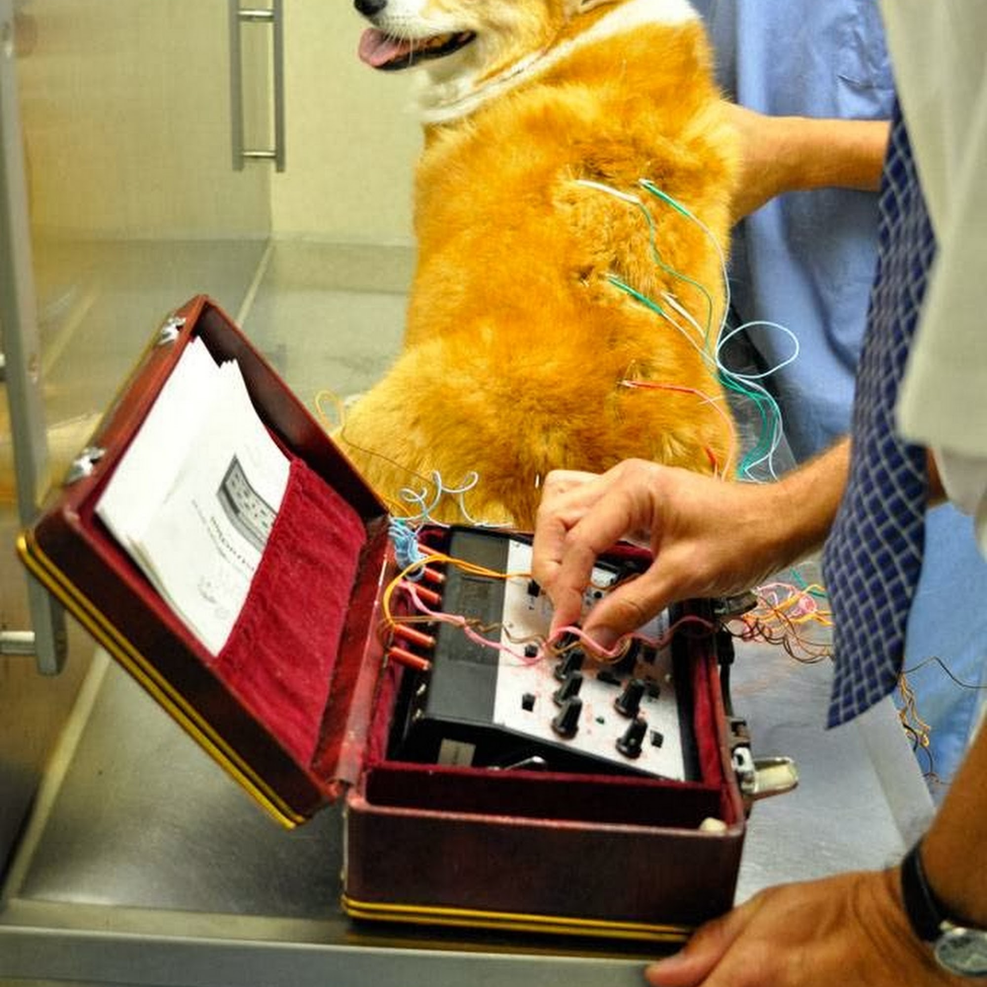 Chicago Animal Rehab Chicago Ridge