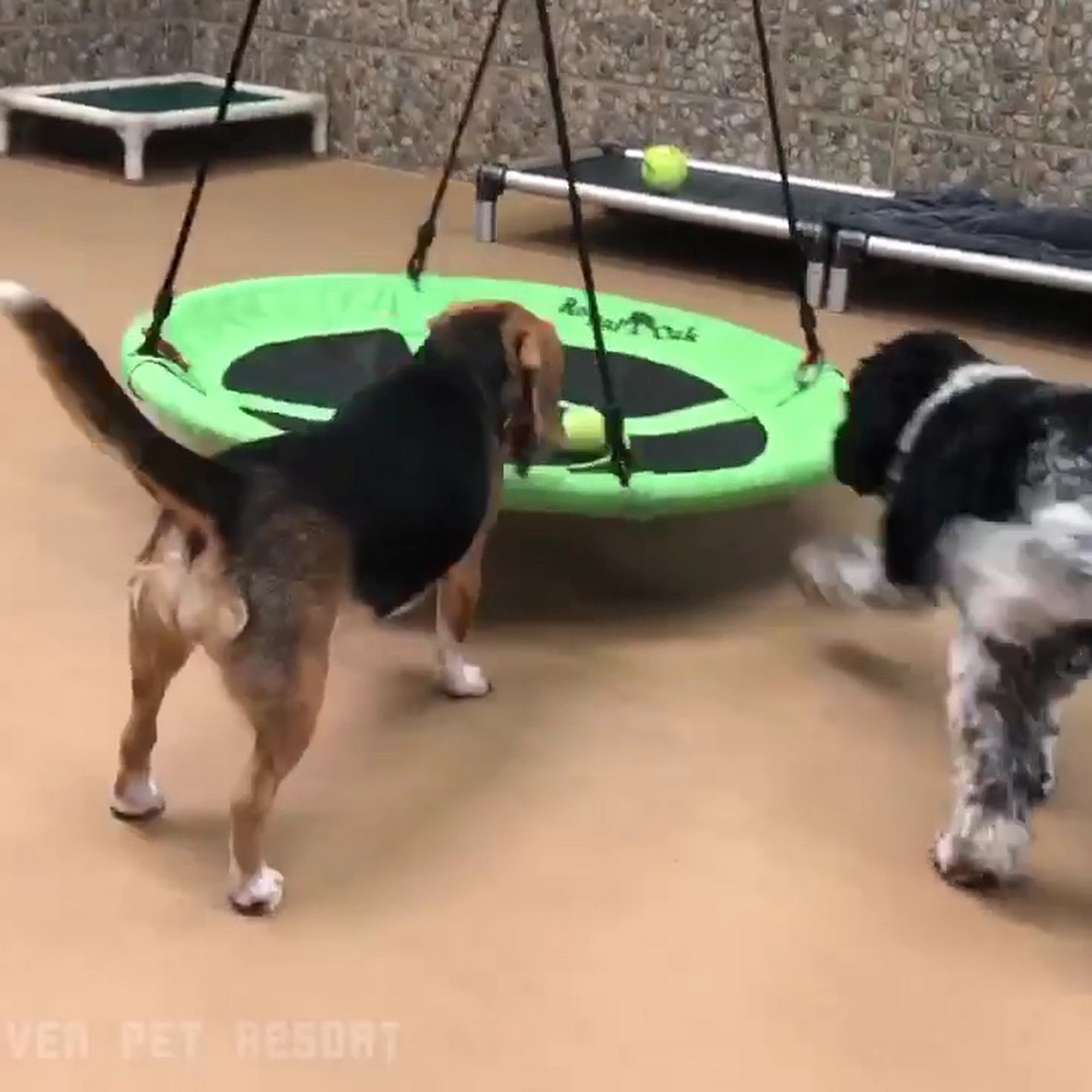 Pawsitively Heaven Pet Resort Inc Chicago Ridge