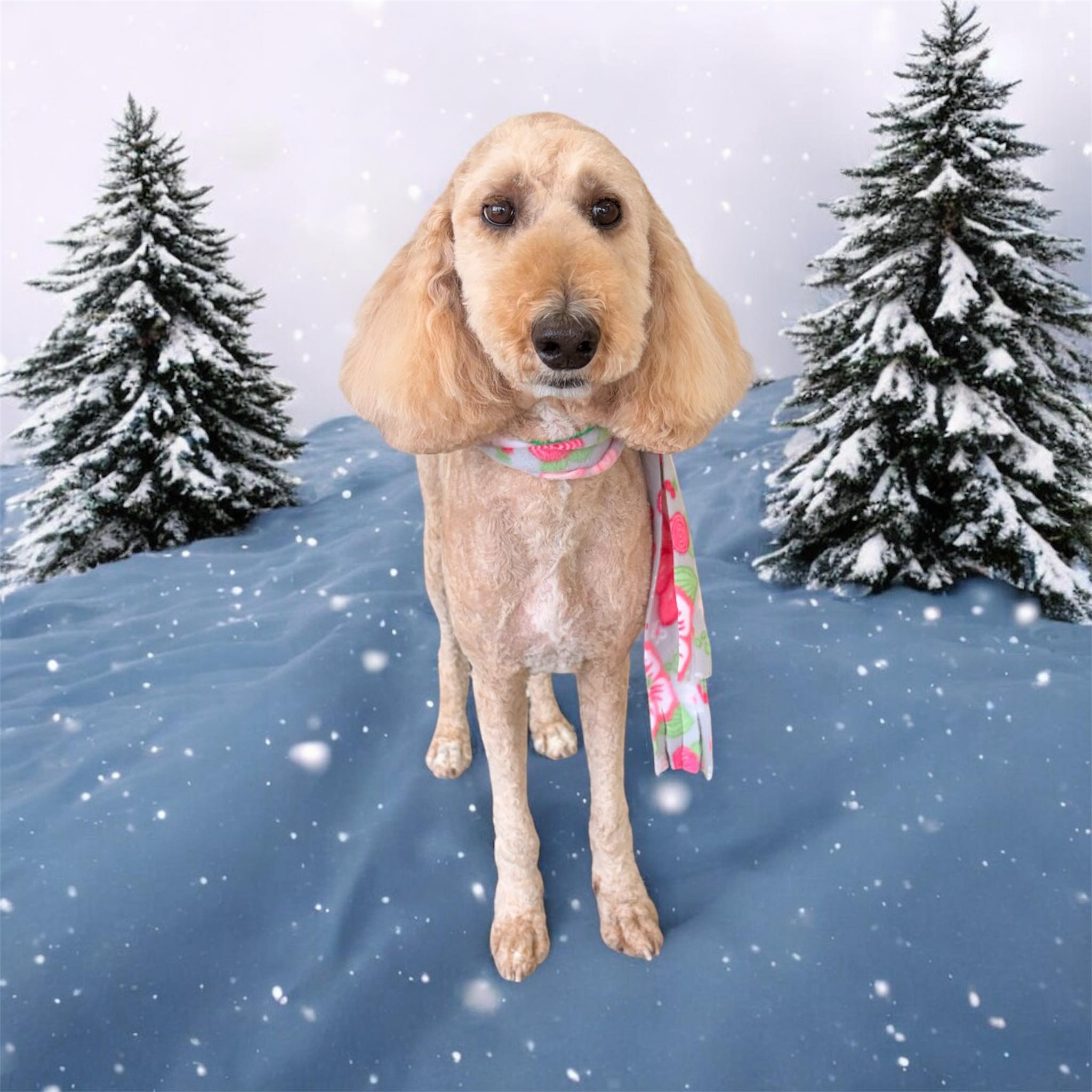 Doggie Beauty Paw-rlor LLC Chicago Ridge