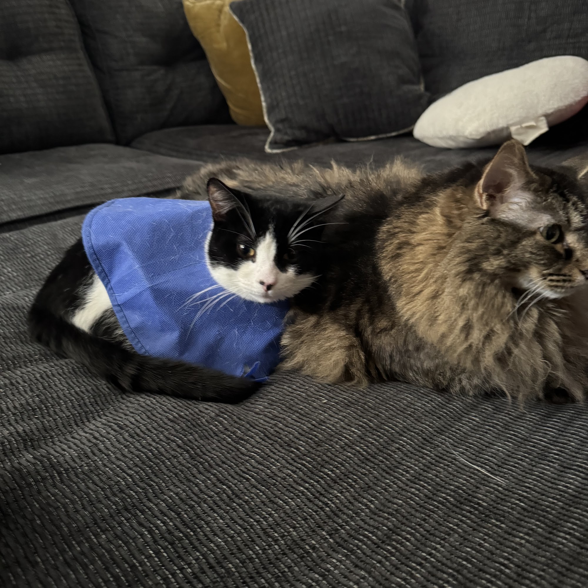 Chicago Cat Clinic Chicago