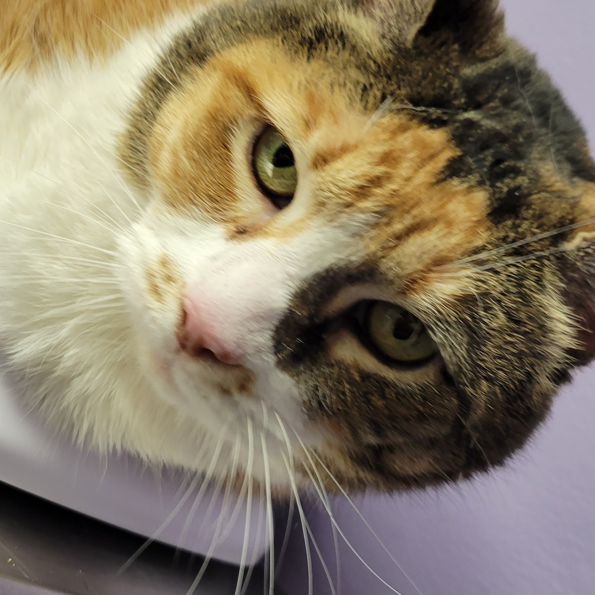 Mayfair Animal Clinic PC - Chicago, IL Chicago