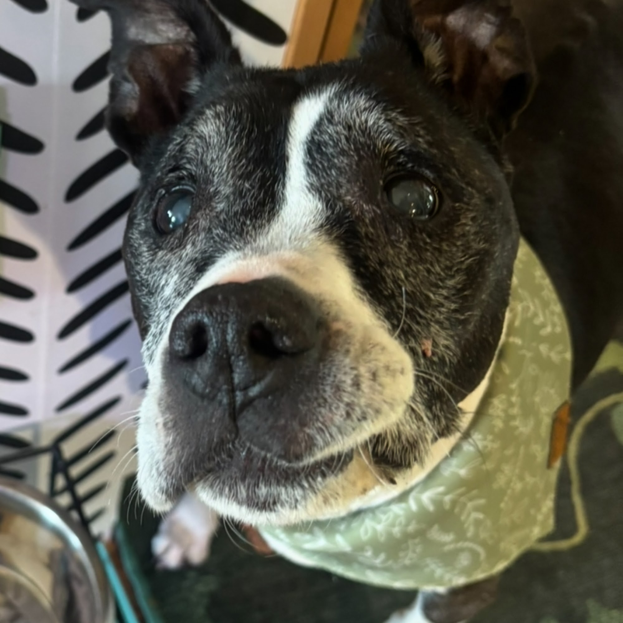 Roscoe Village Animal Hospital Chicago