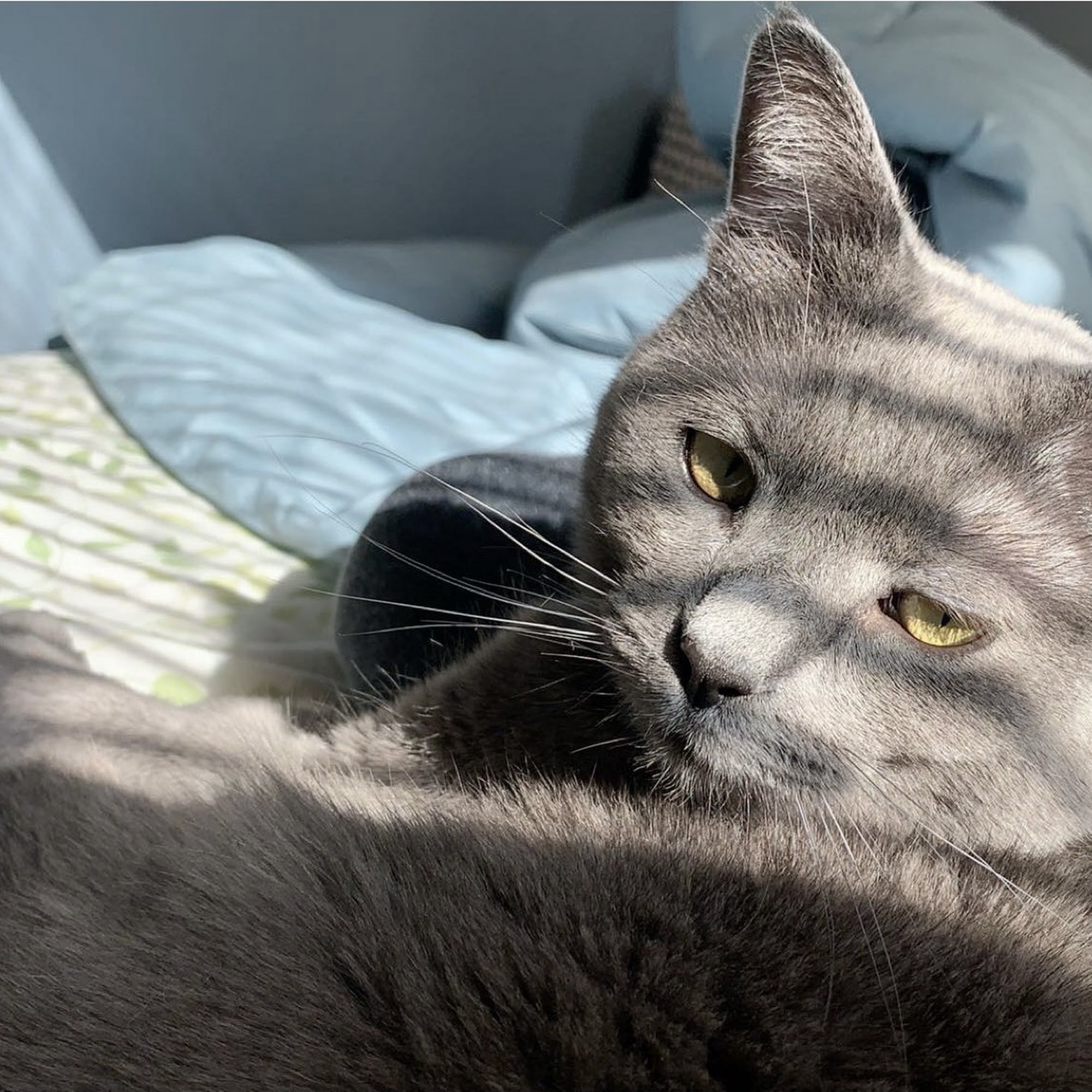 Kragness Animal Hospital Chicago