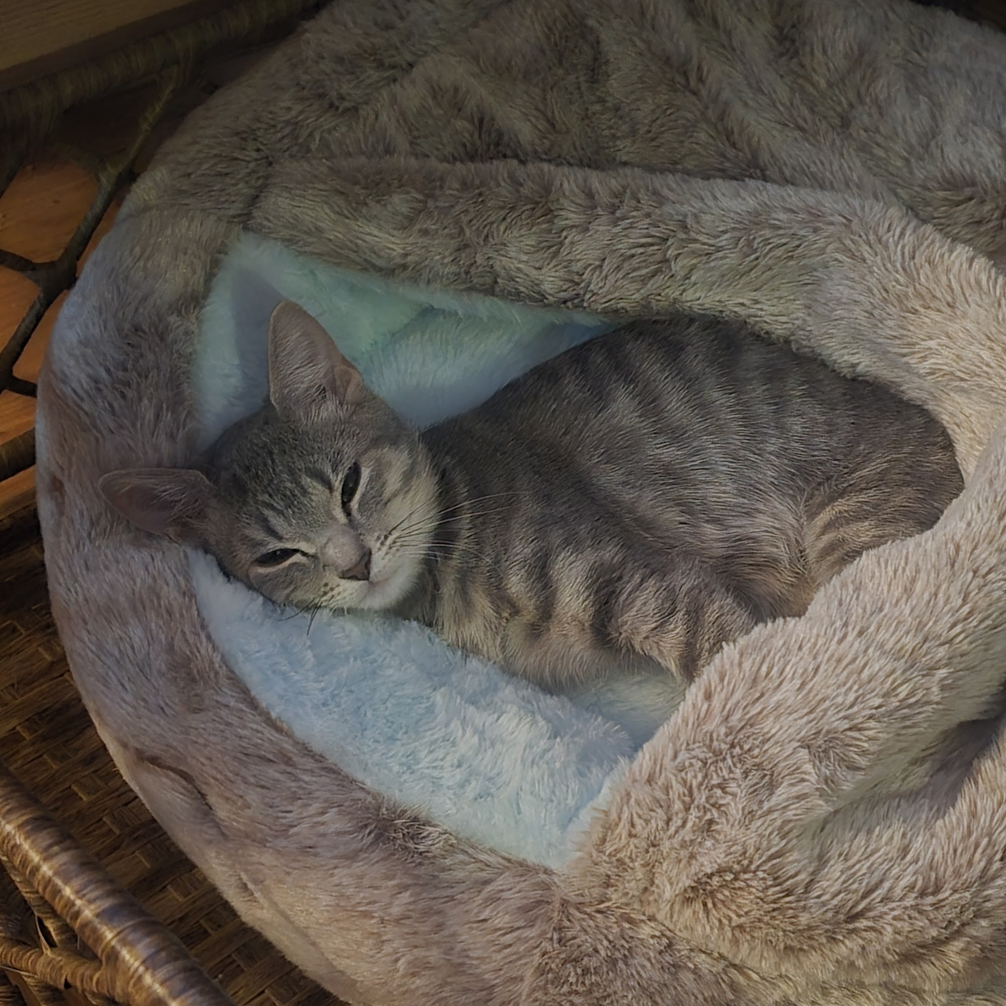 Tree House Humane Society Chicago